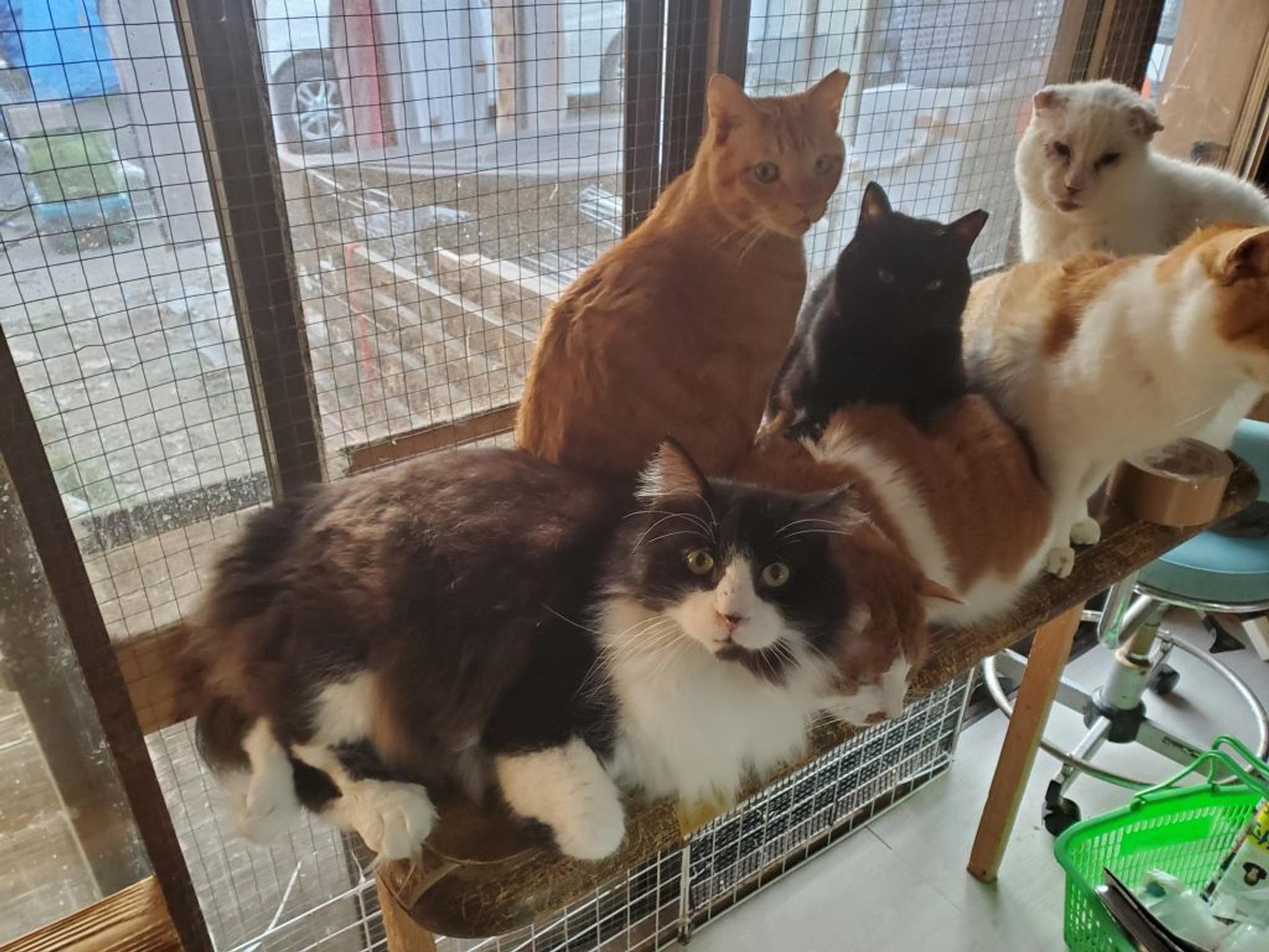 pet-image-2