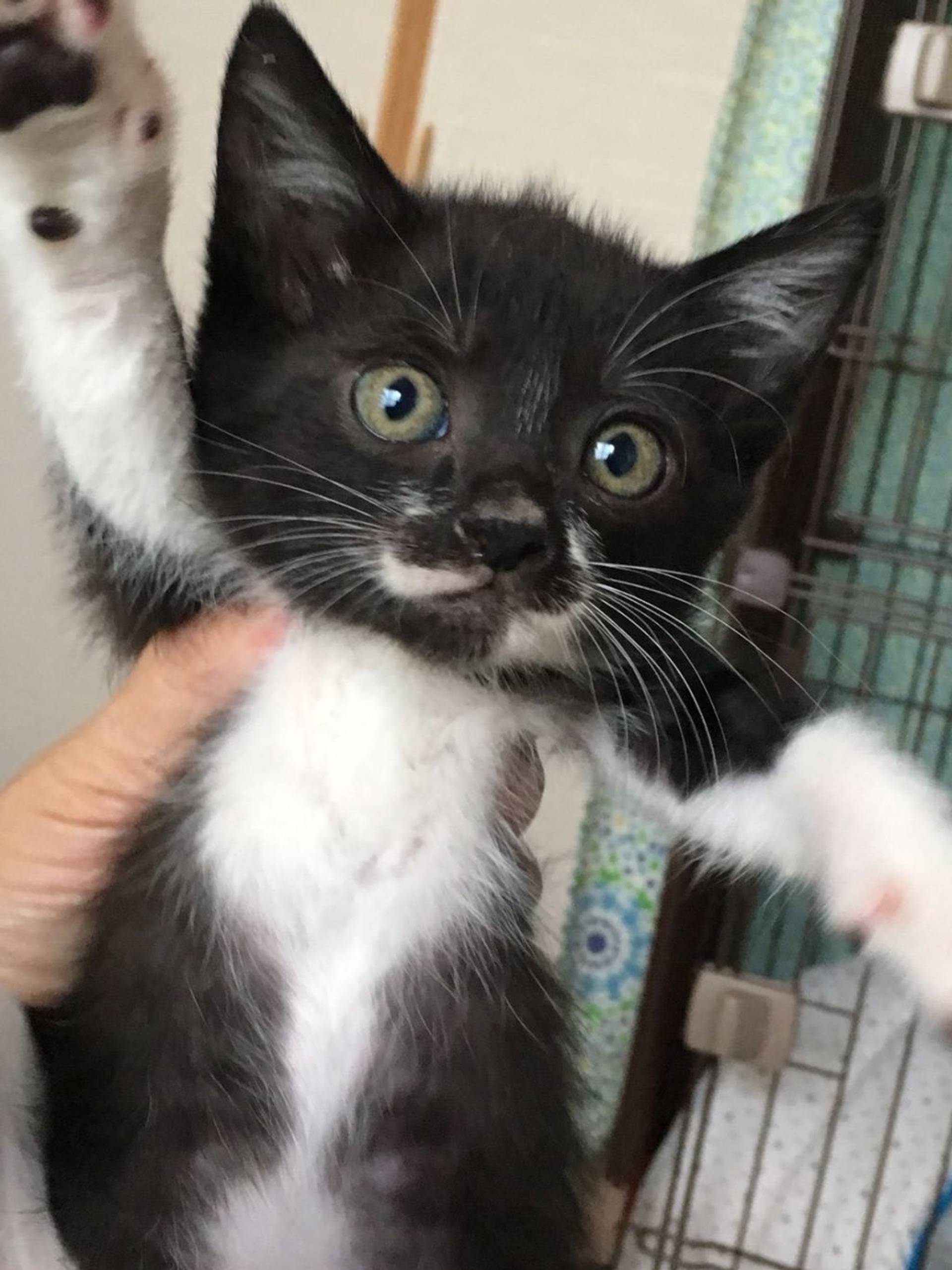 雑種（ミックス猫）・オスの里親募集の写真