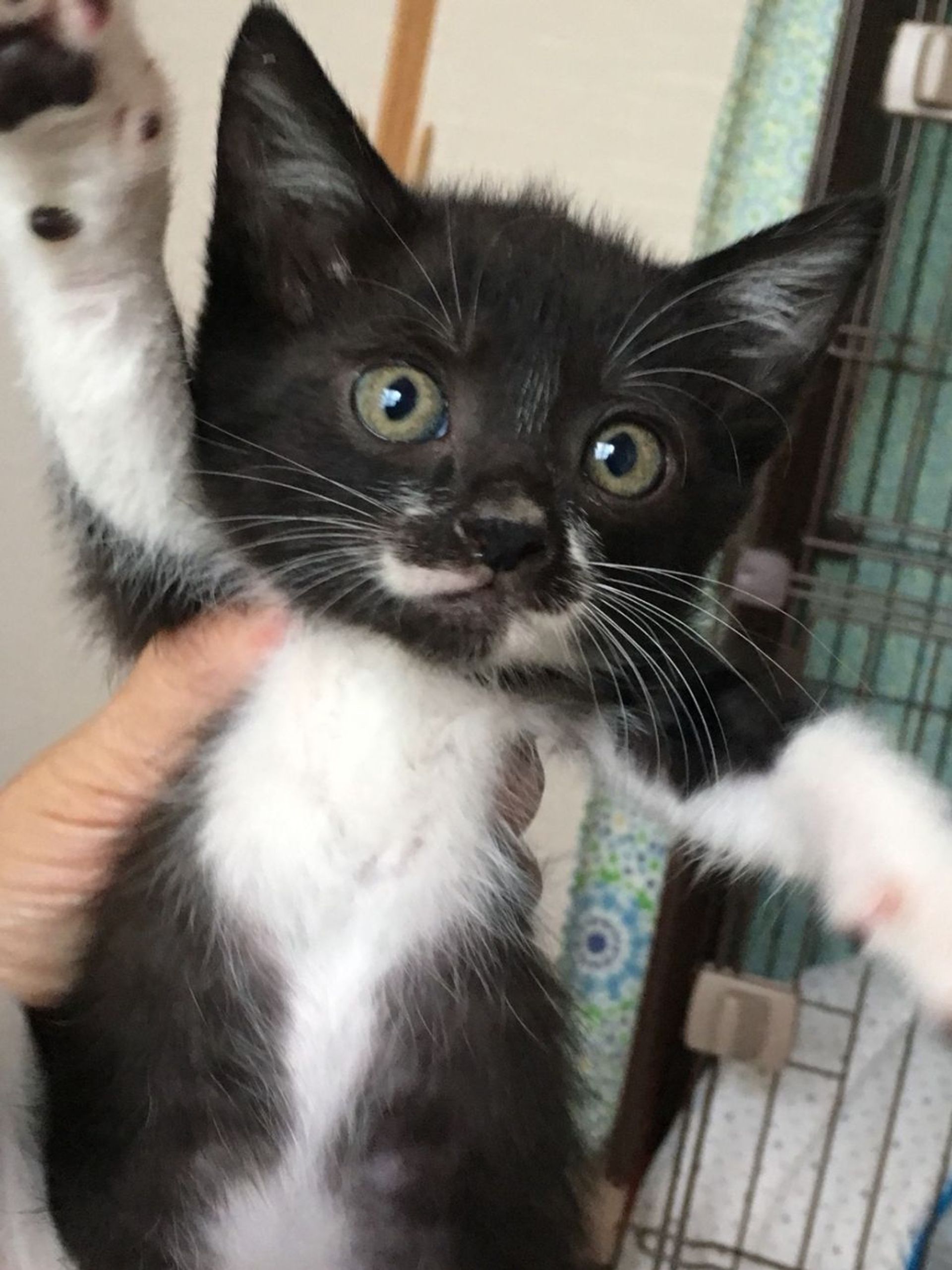 雑種（ミックス猫）・オスの里親募集の写真