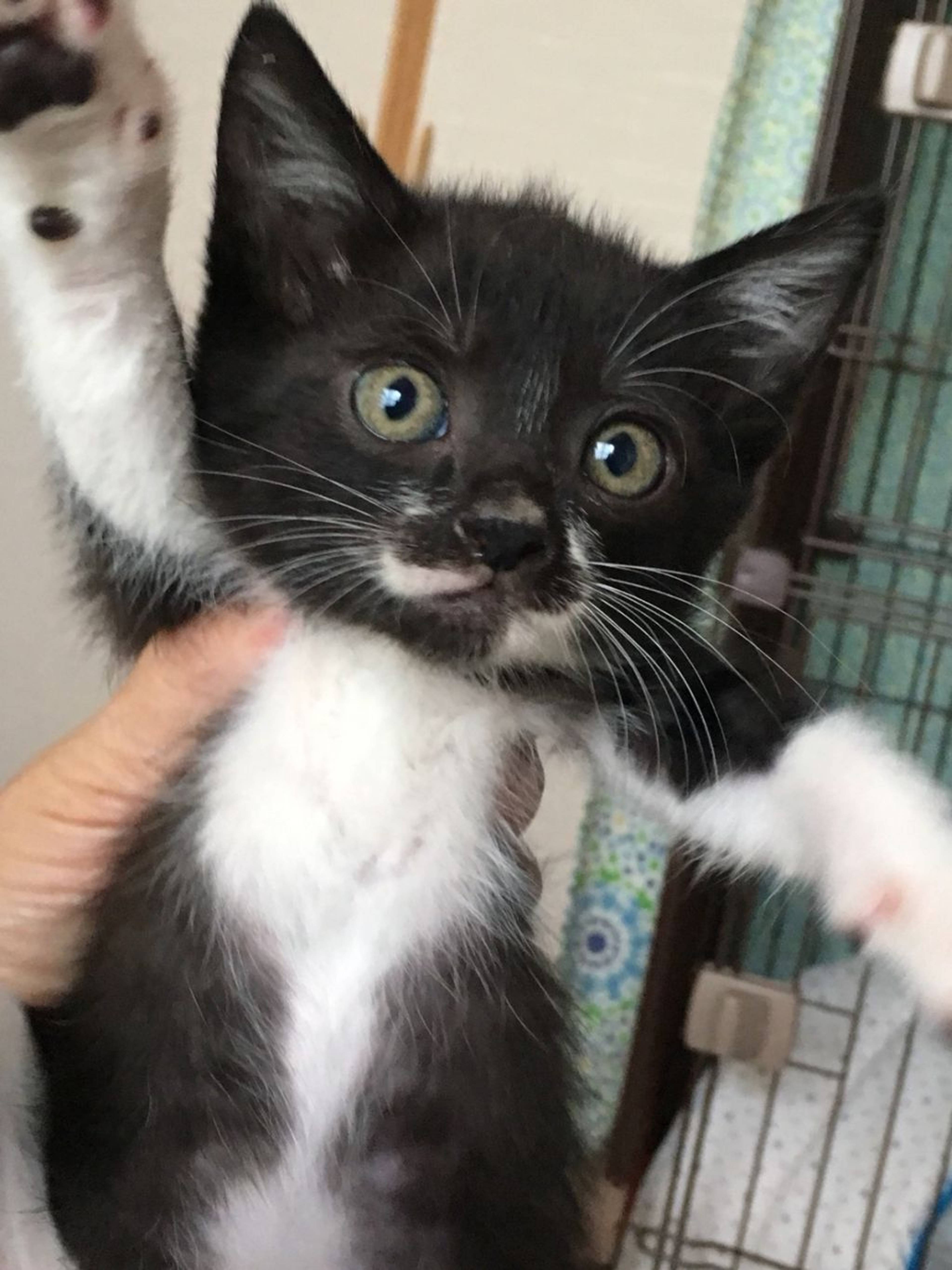 雑種（ミックス猫）・オスの里親募集の写真