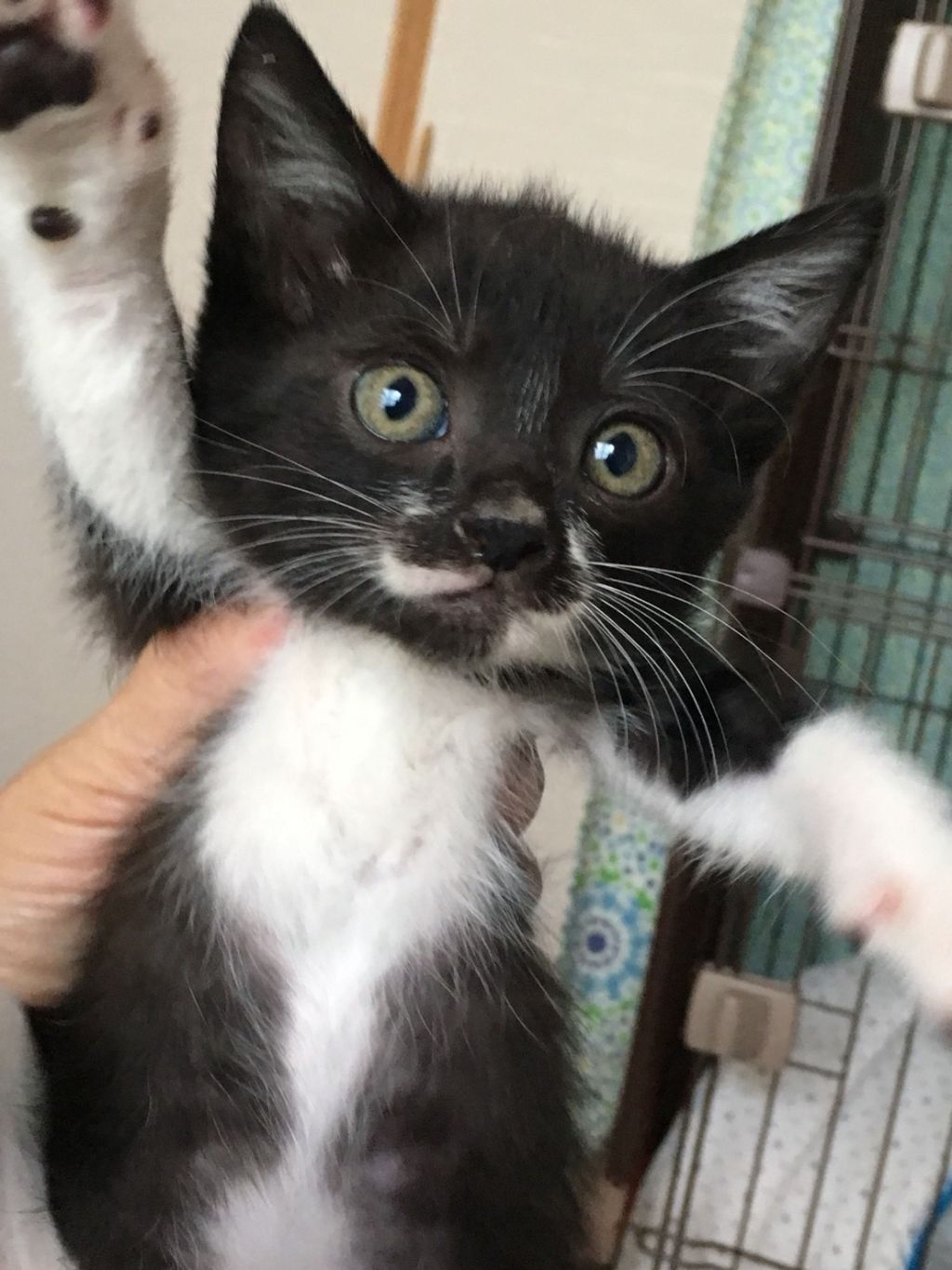 雑種（ミックス猫）・オスの里親募集の写真