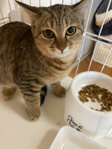 レモンちゃんの写真