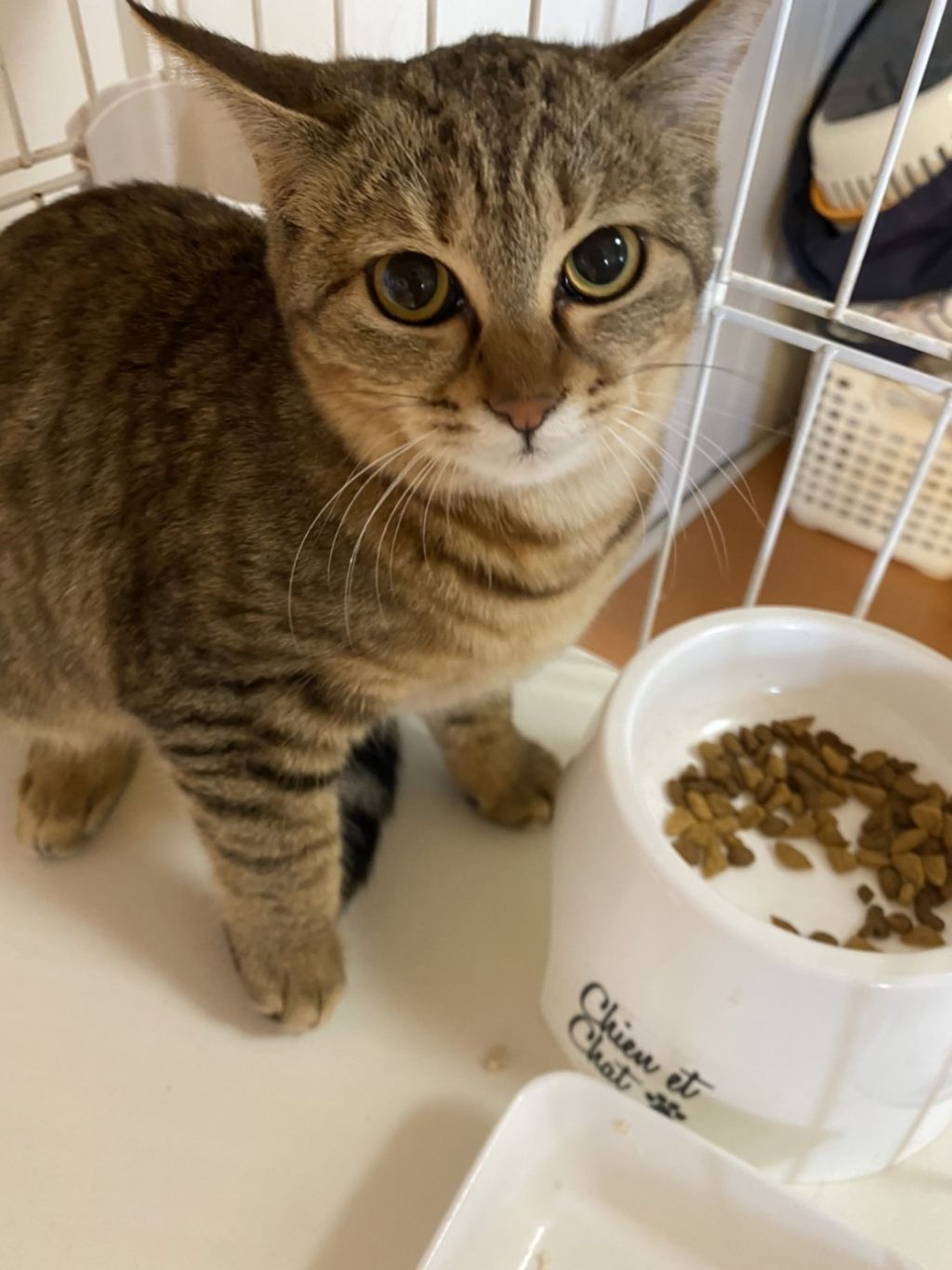 雑種（ミックス猫）・メスの里親募集の写真