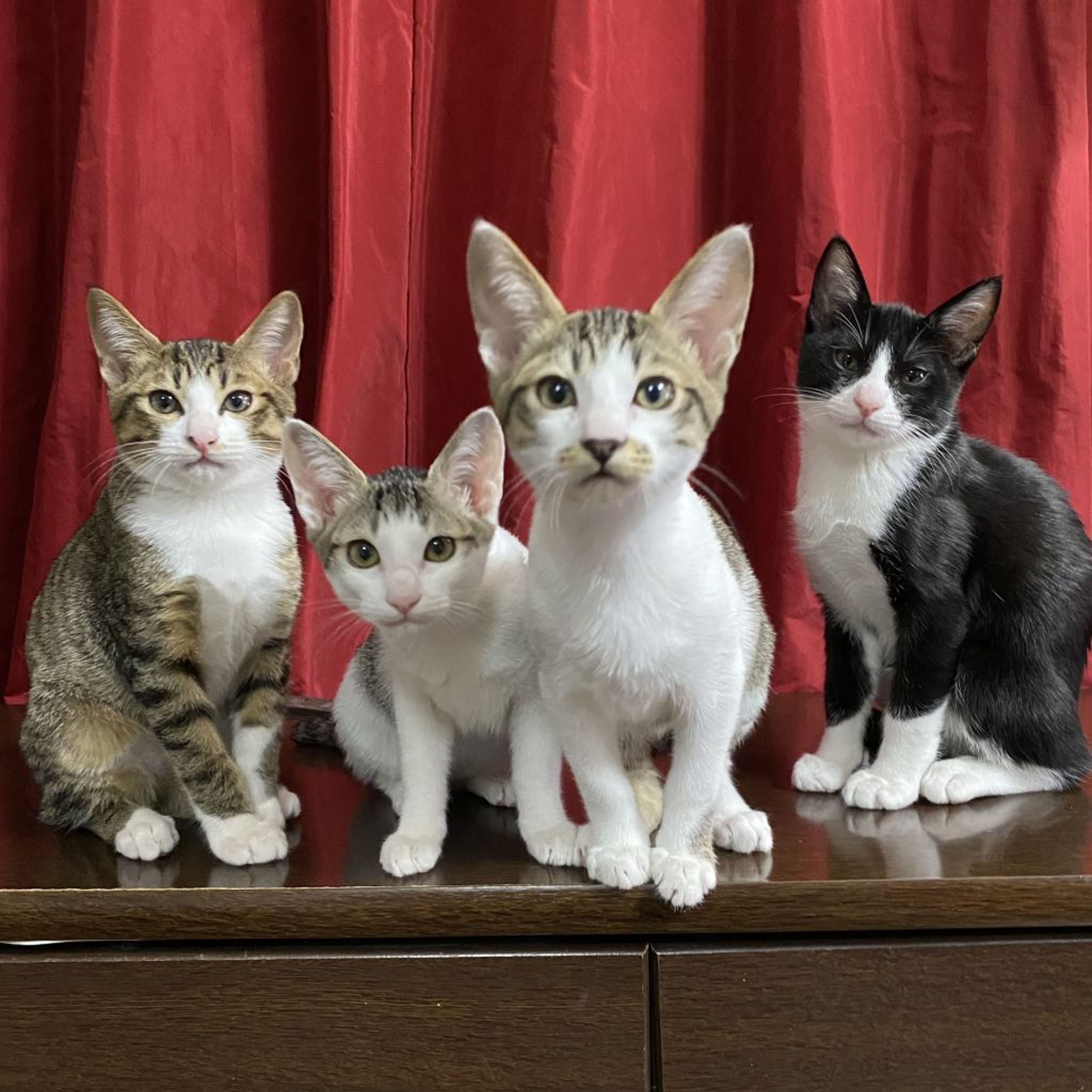 雑種（ミックス猫）・メスの里親募集の写真