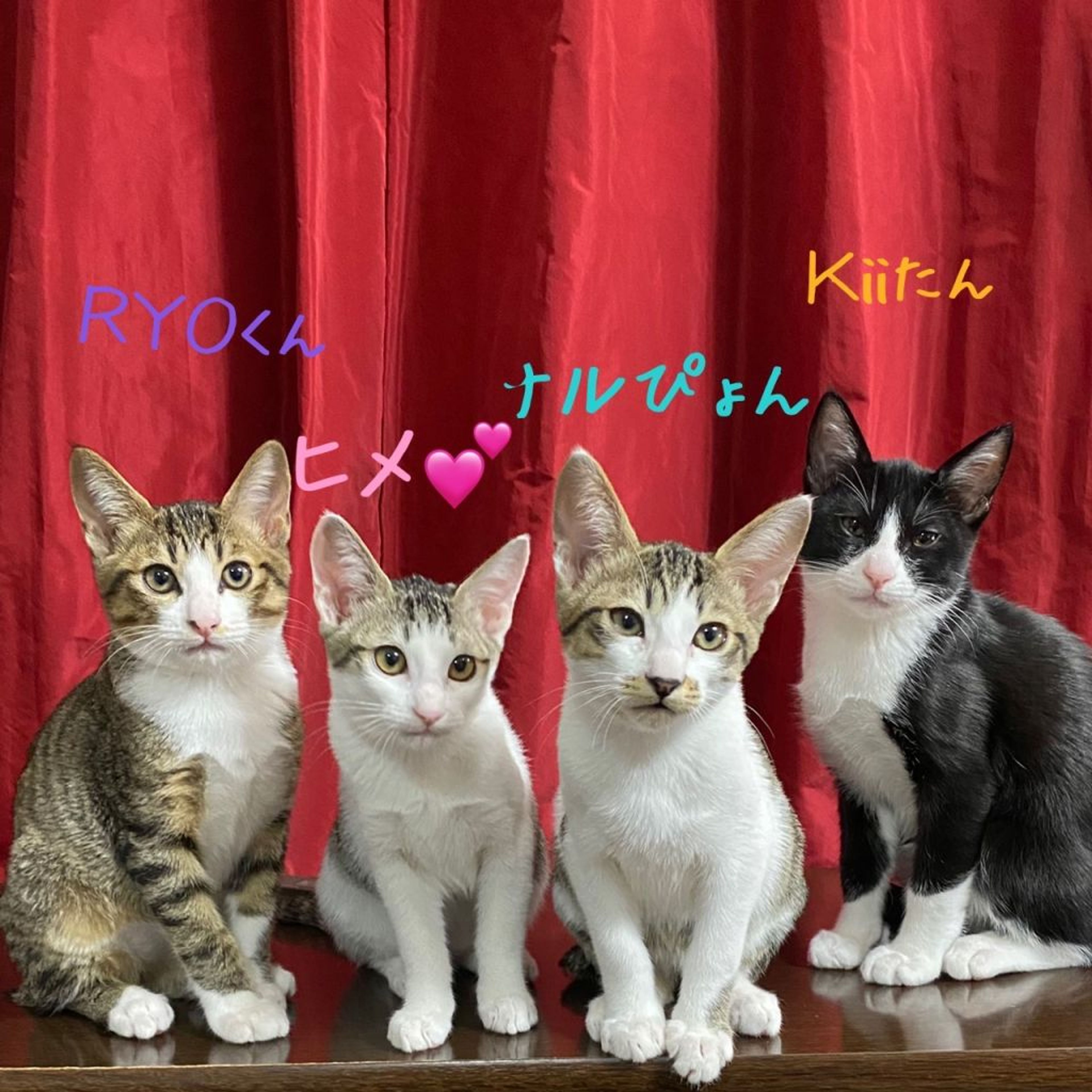 pet-image-2