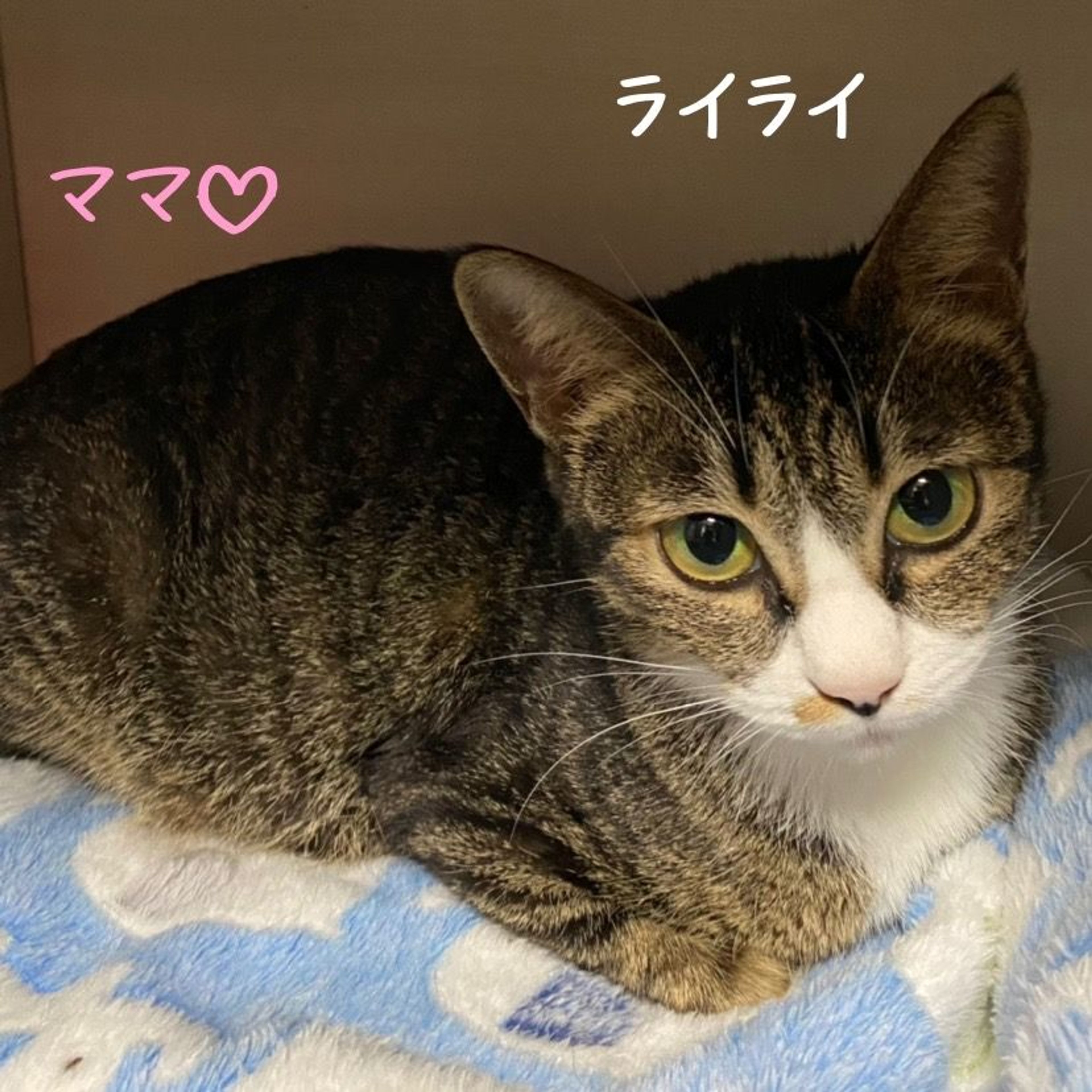 pet-image-4