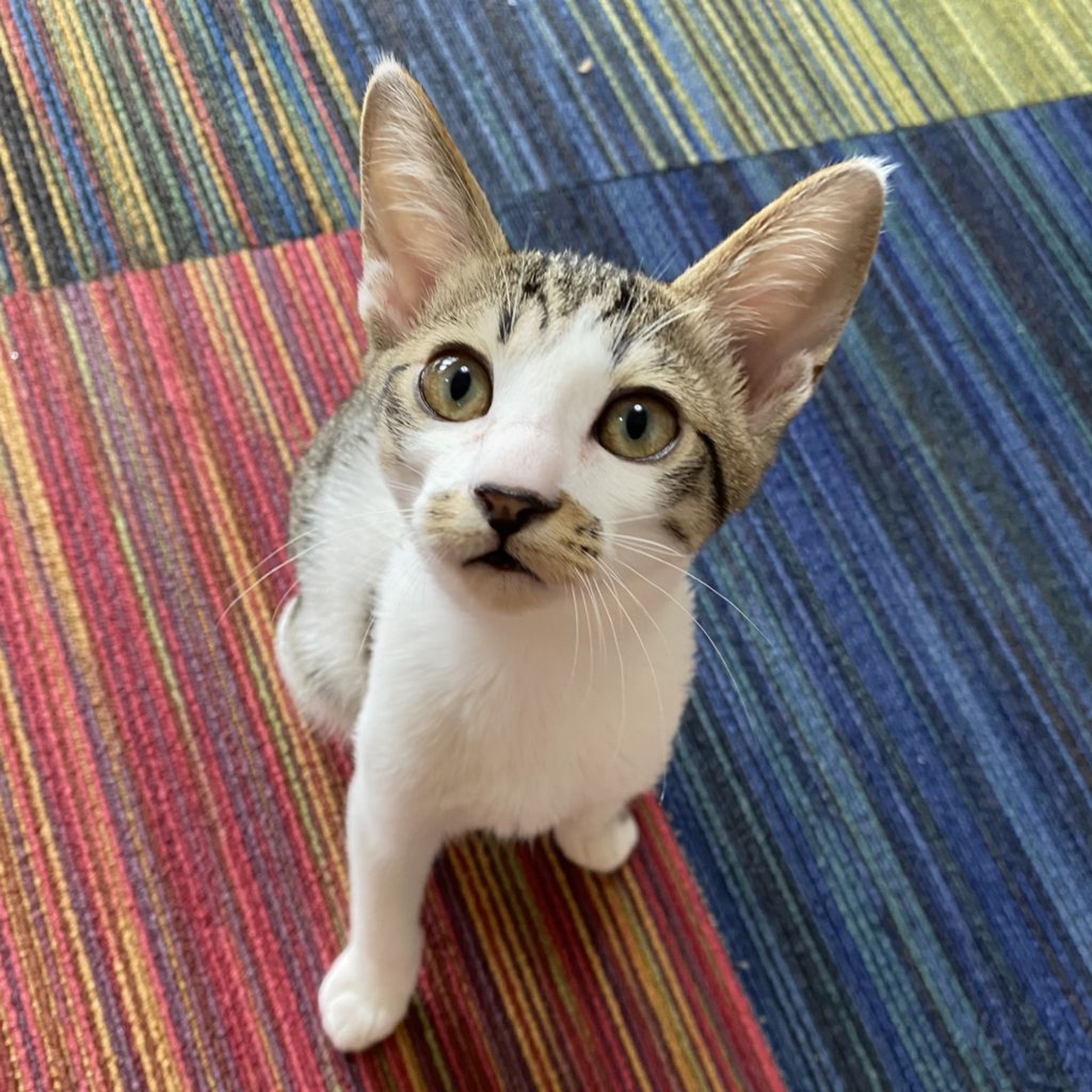 pet-image-7
