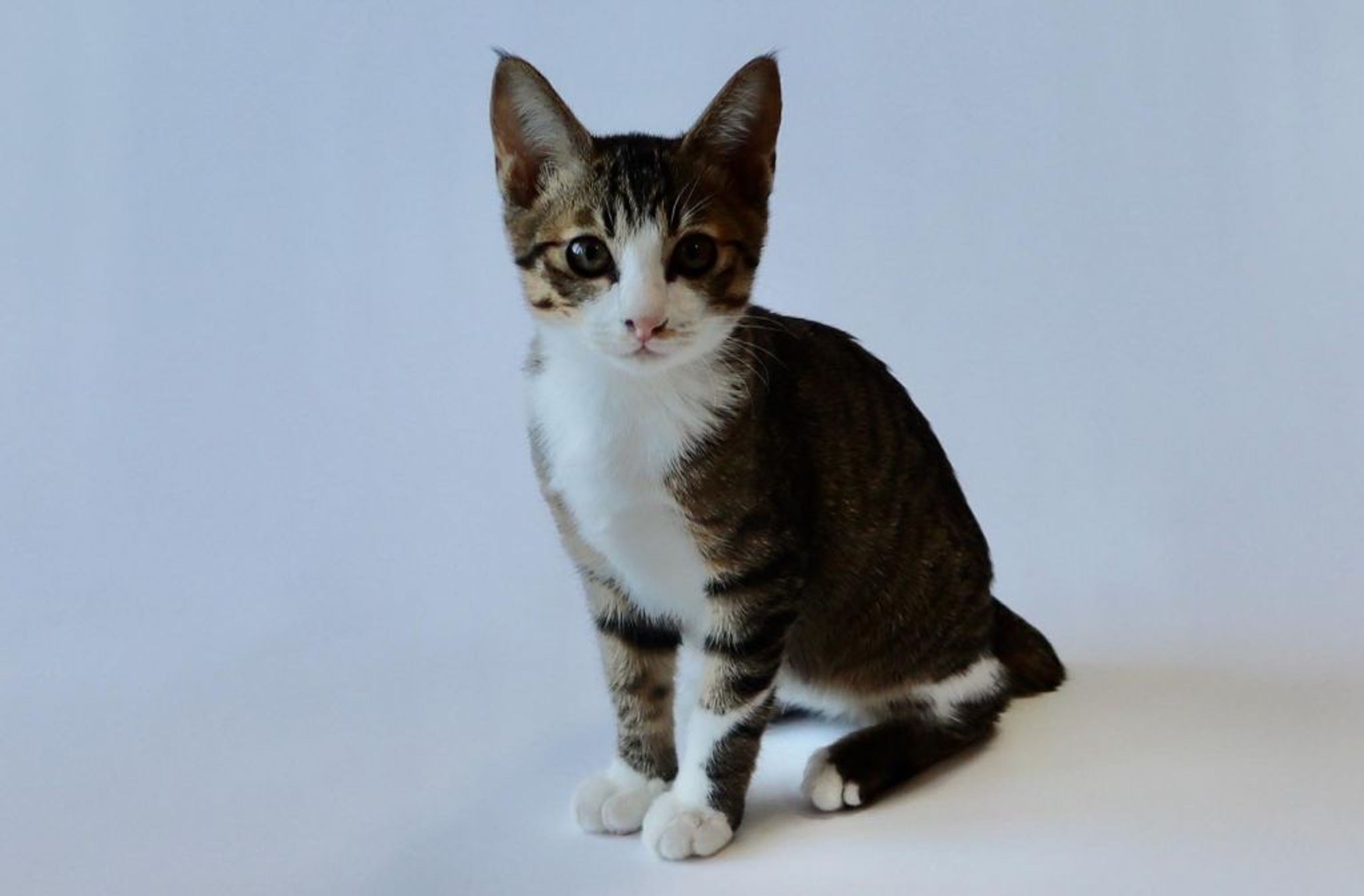 pet-image-8