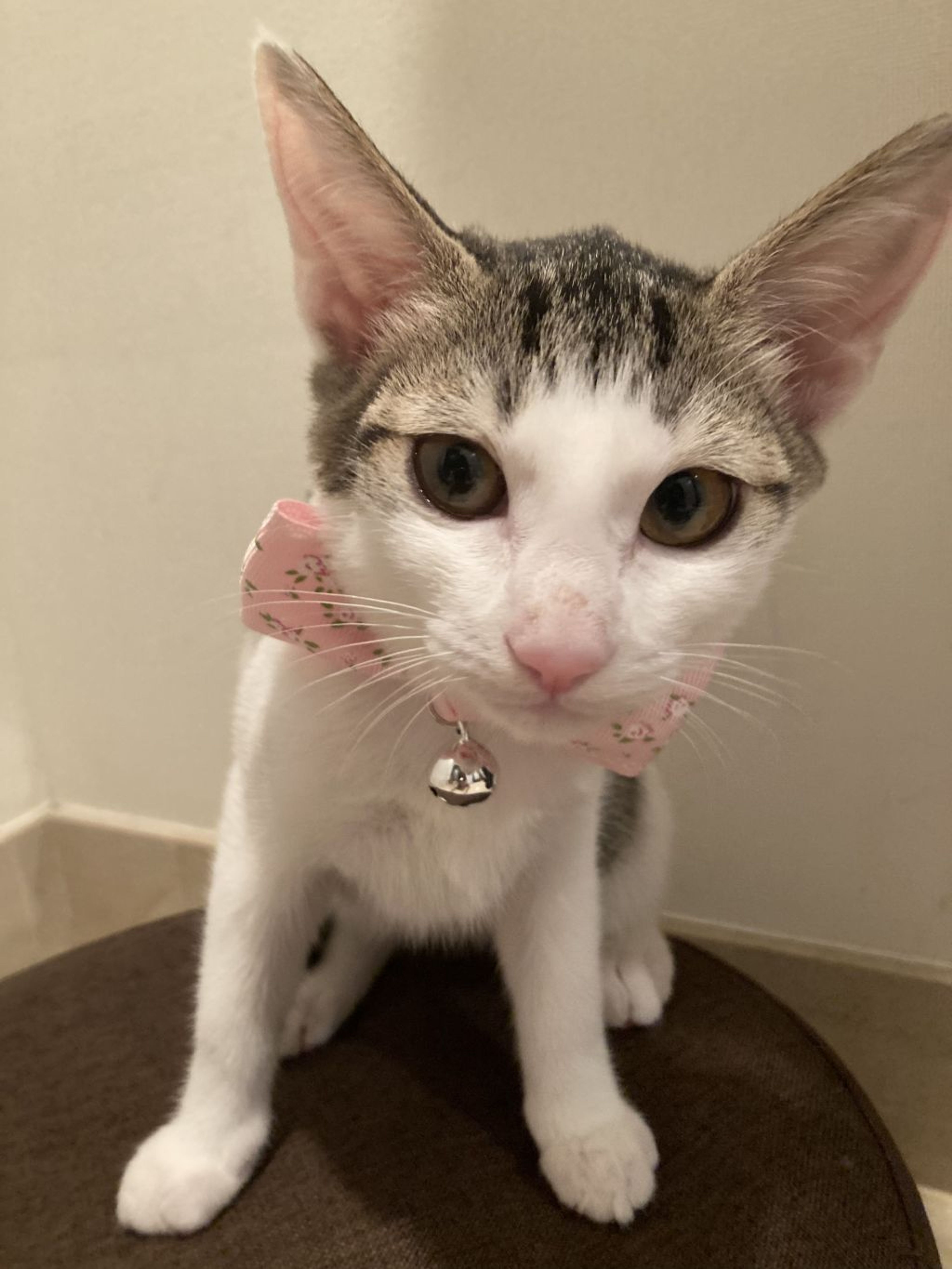 pet-image-9