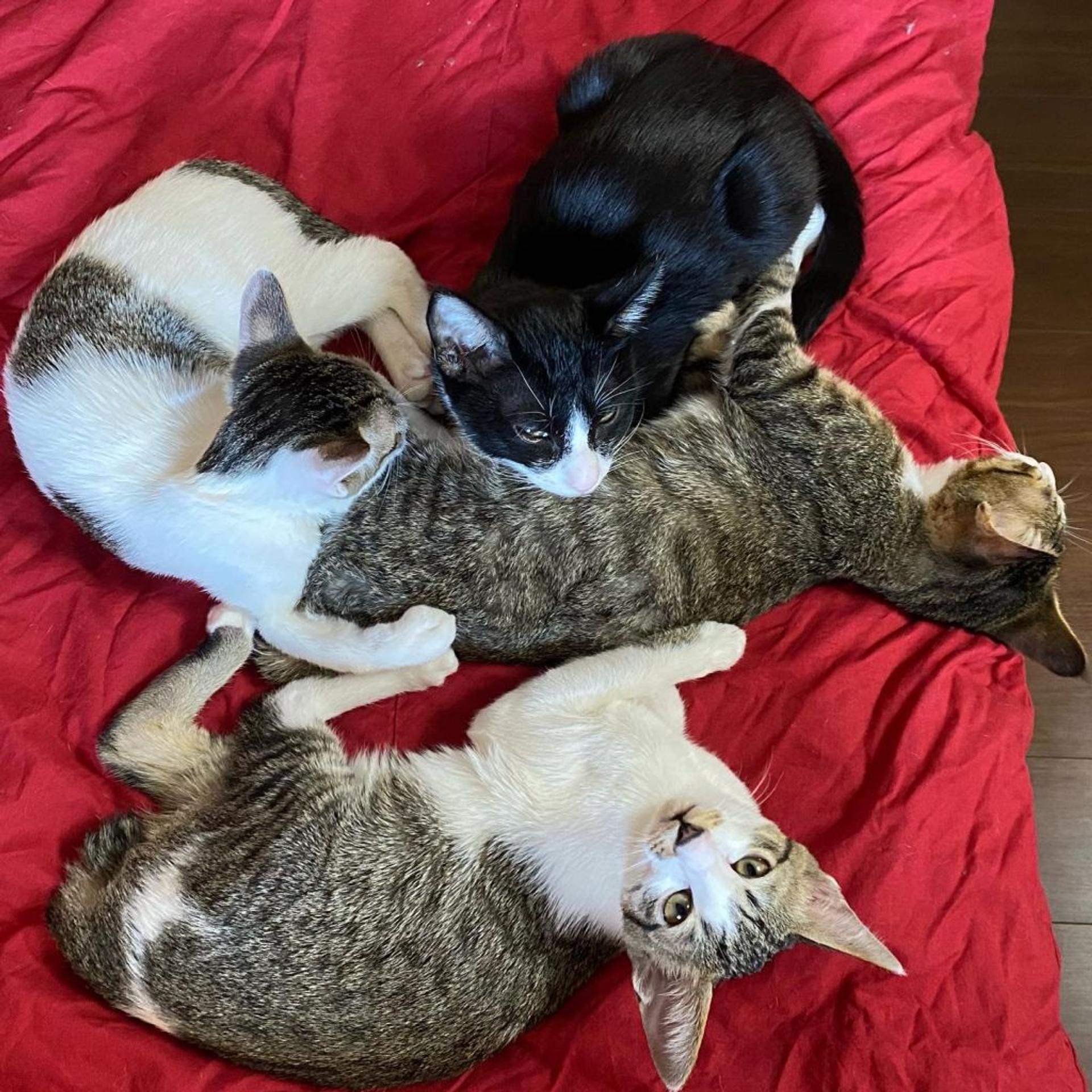 pet-image-5