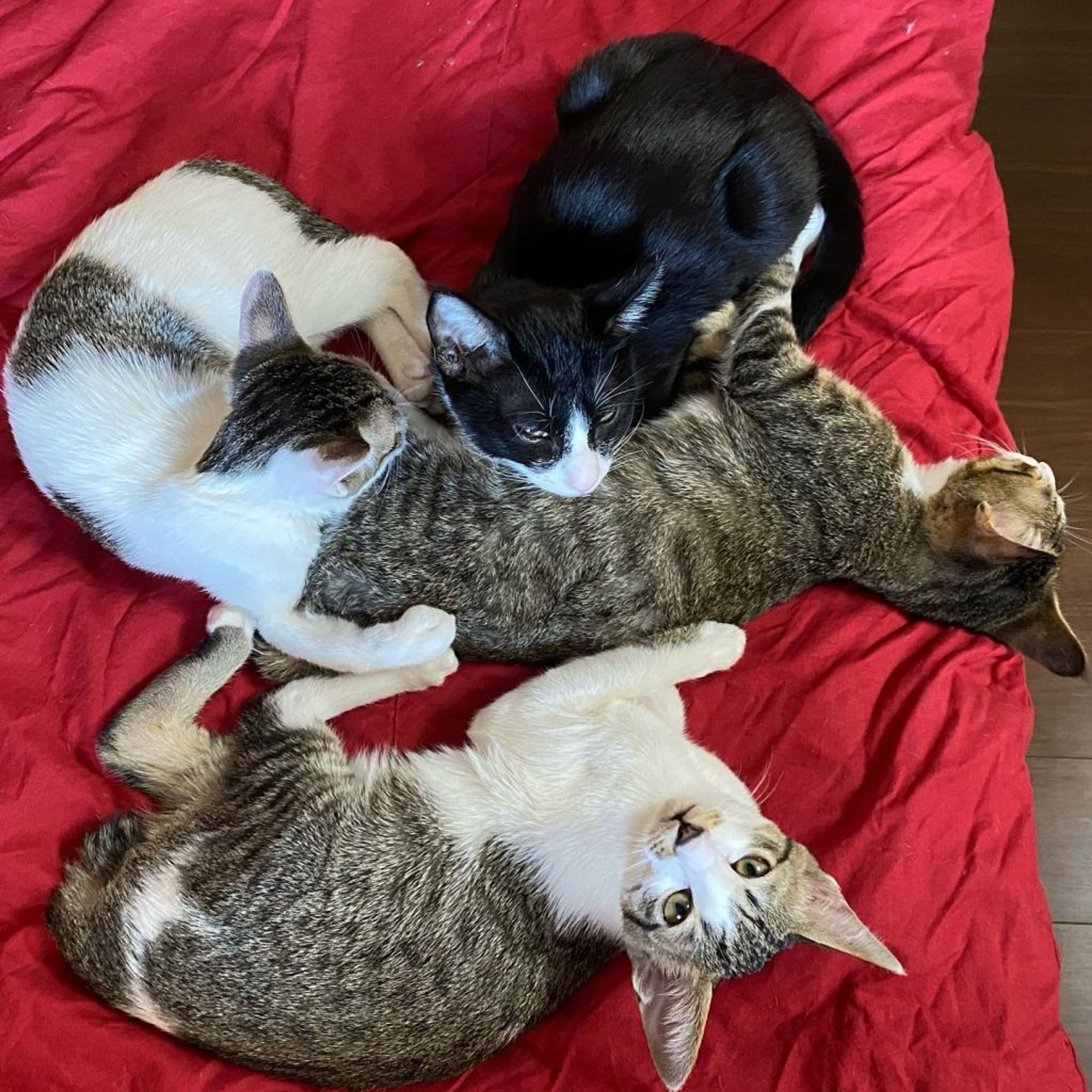 pet-image-5