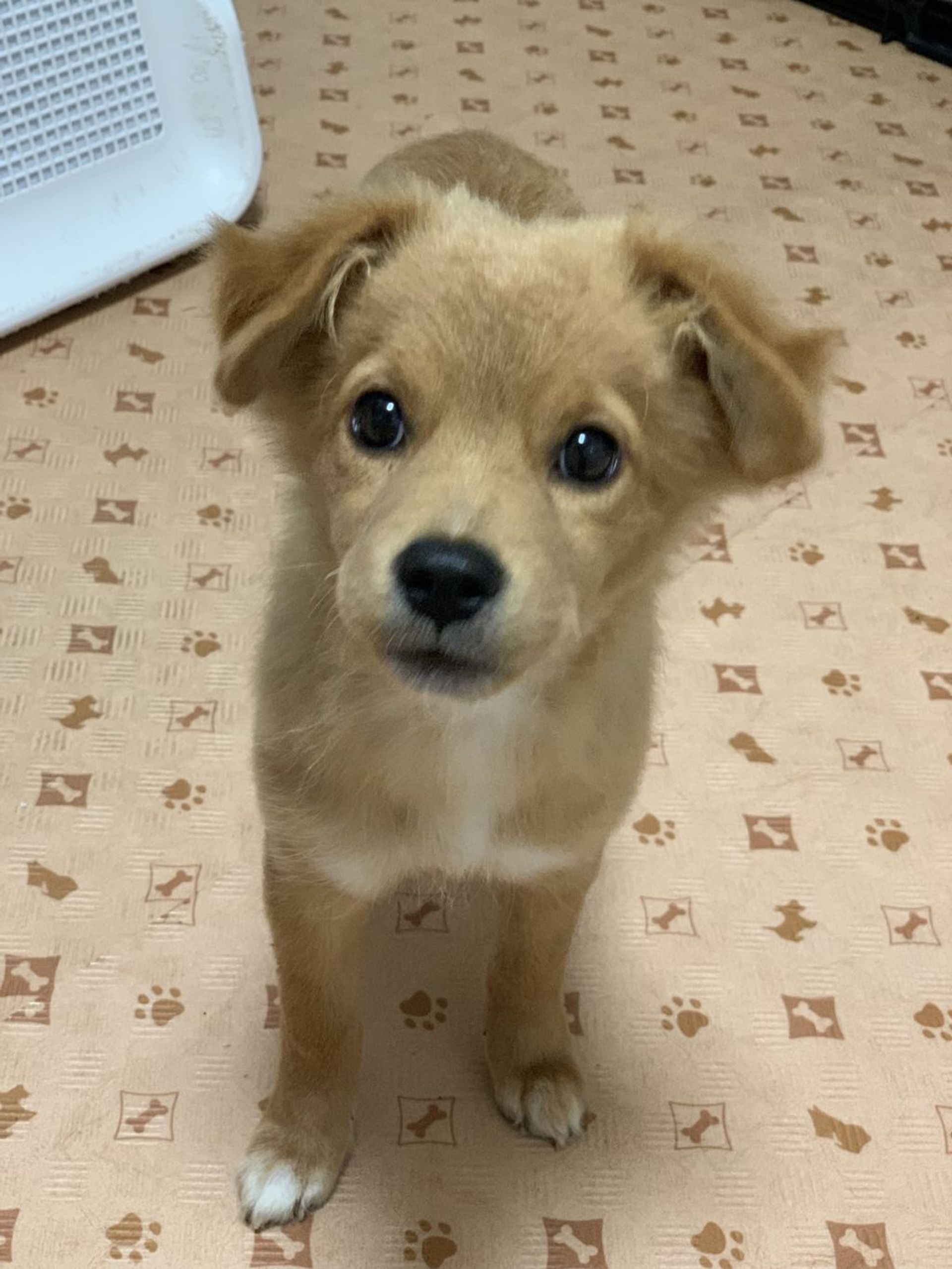 雑種（ミックス犬）・メスの里親募集の写真