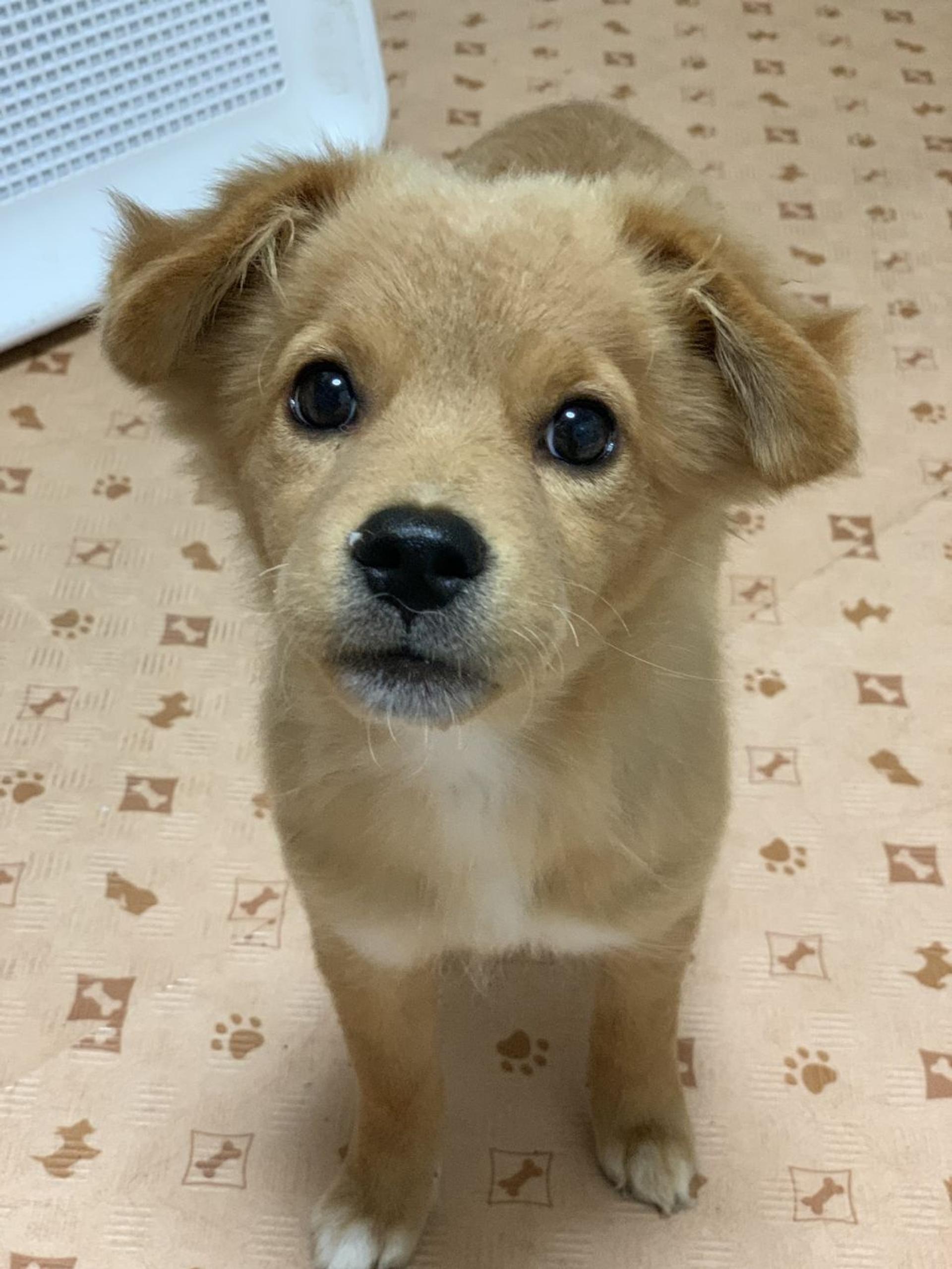 pet-image-2
