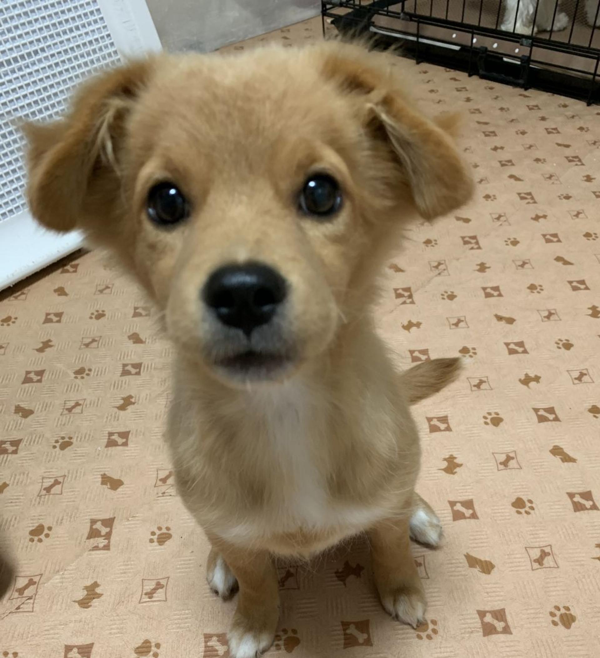 pet-image-3