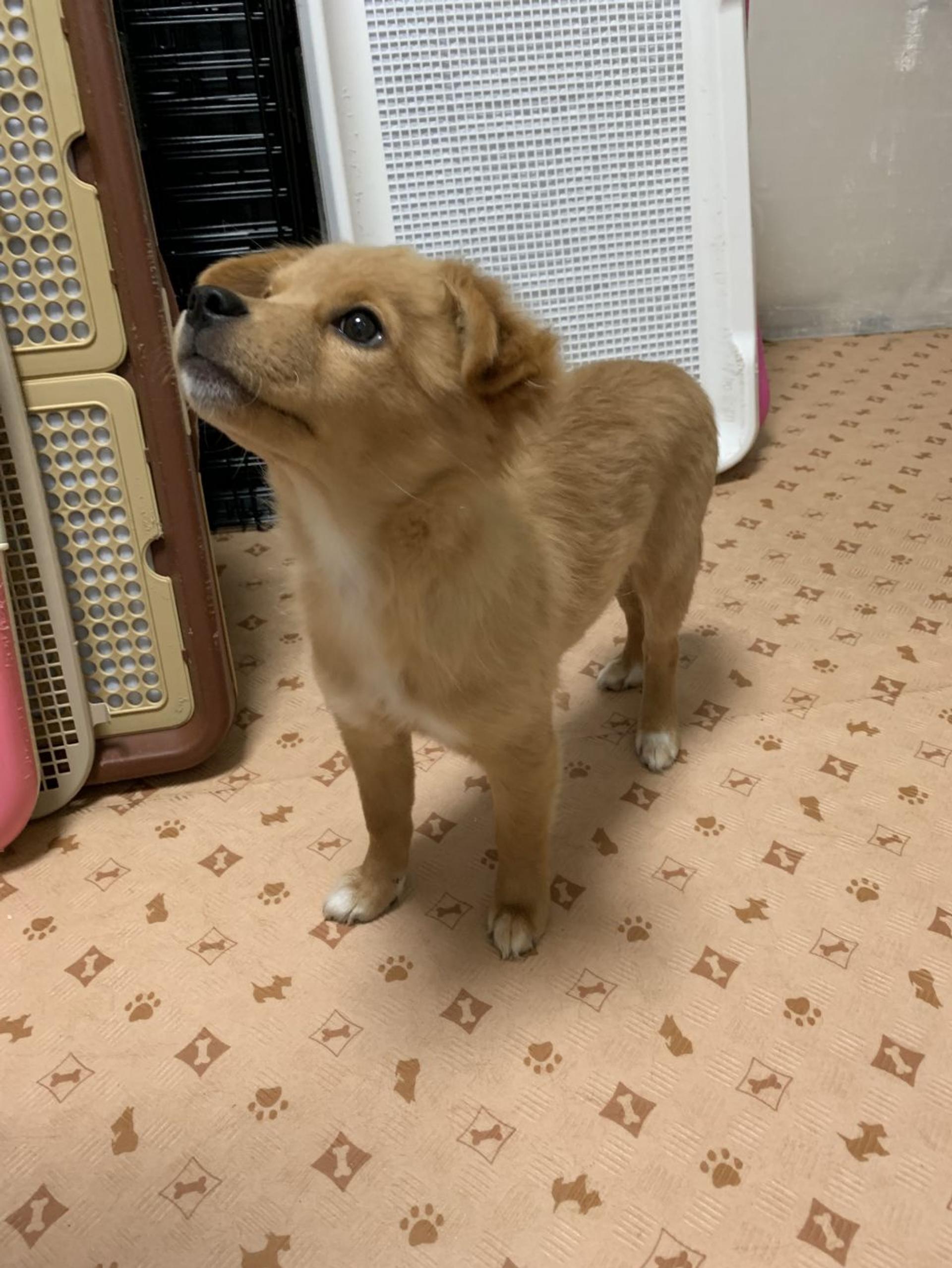 pet-image-5