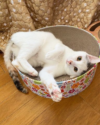 マシロの写真