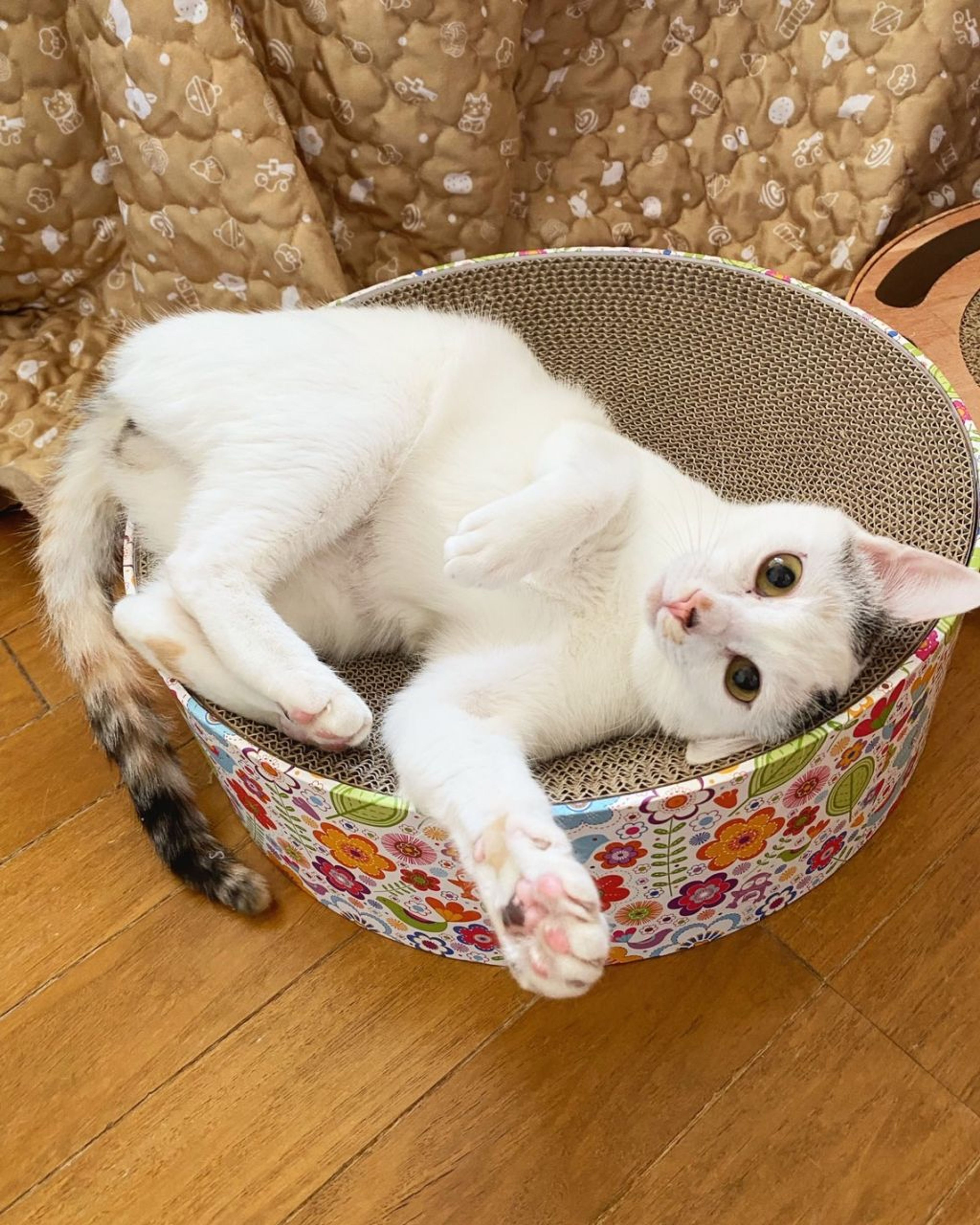 雑種（ミックス猫）・メスの里親募集の写真