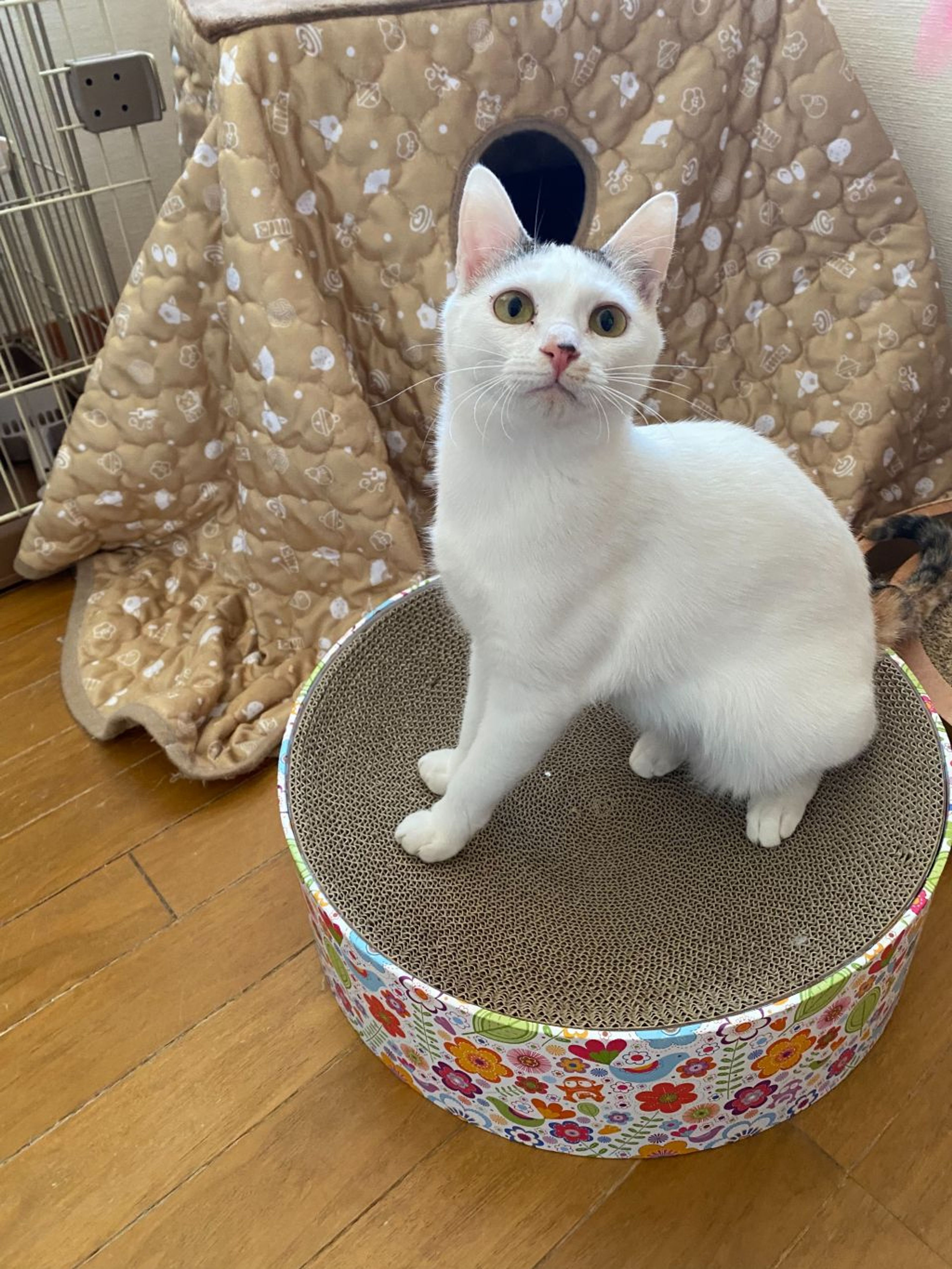 pet-image-2