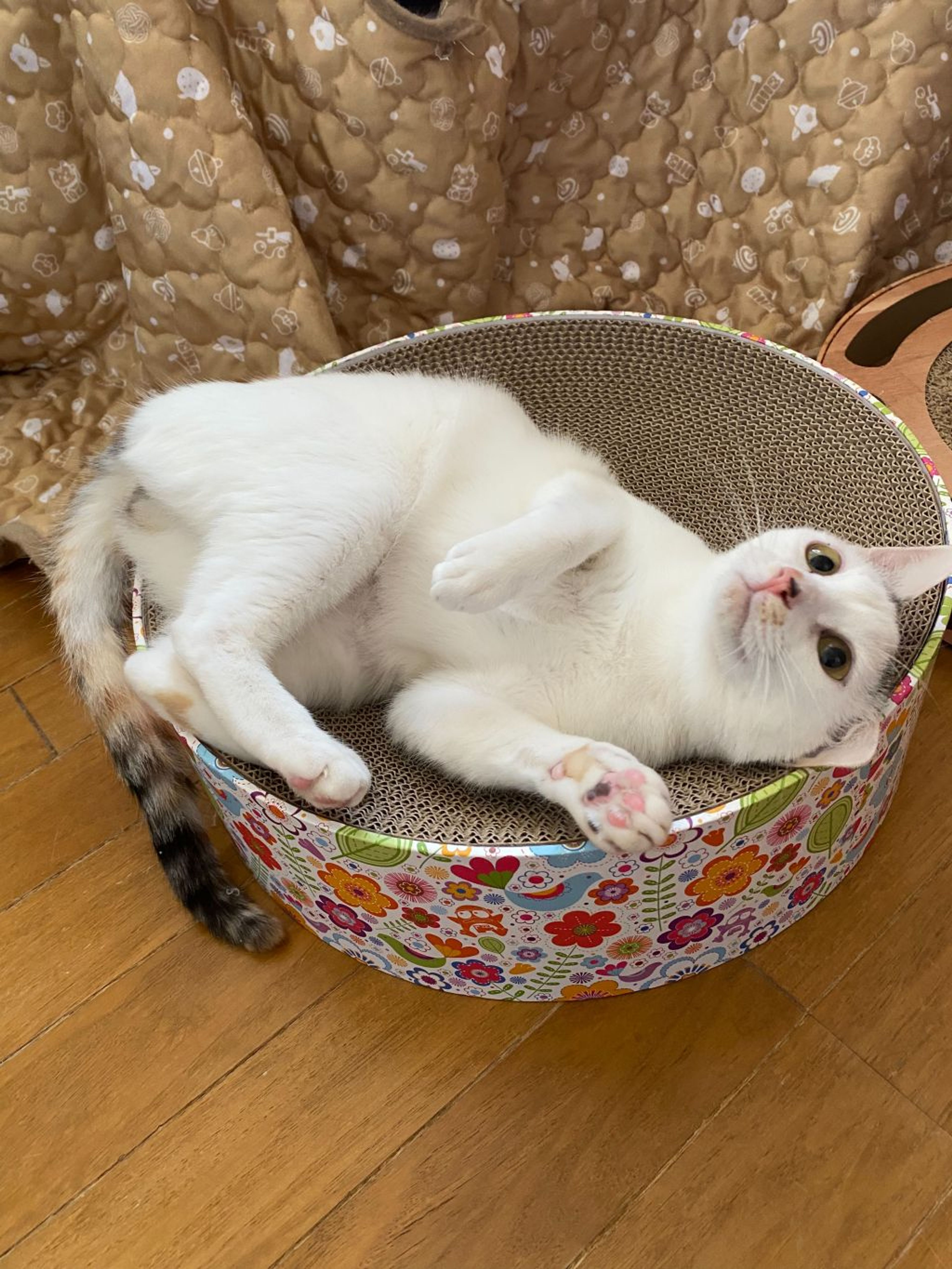 pet-image-3