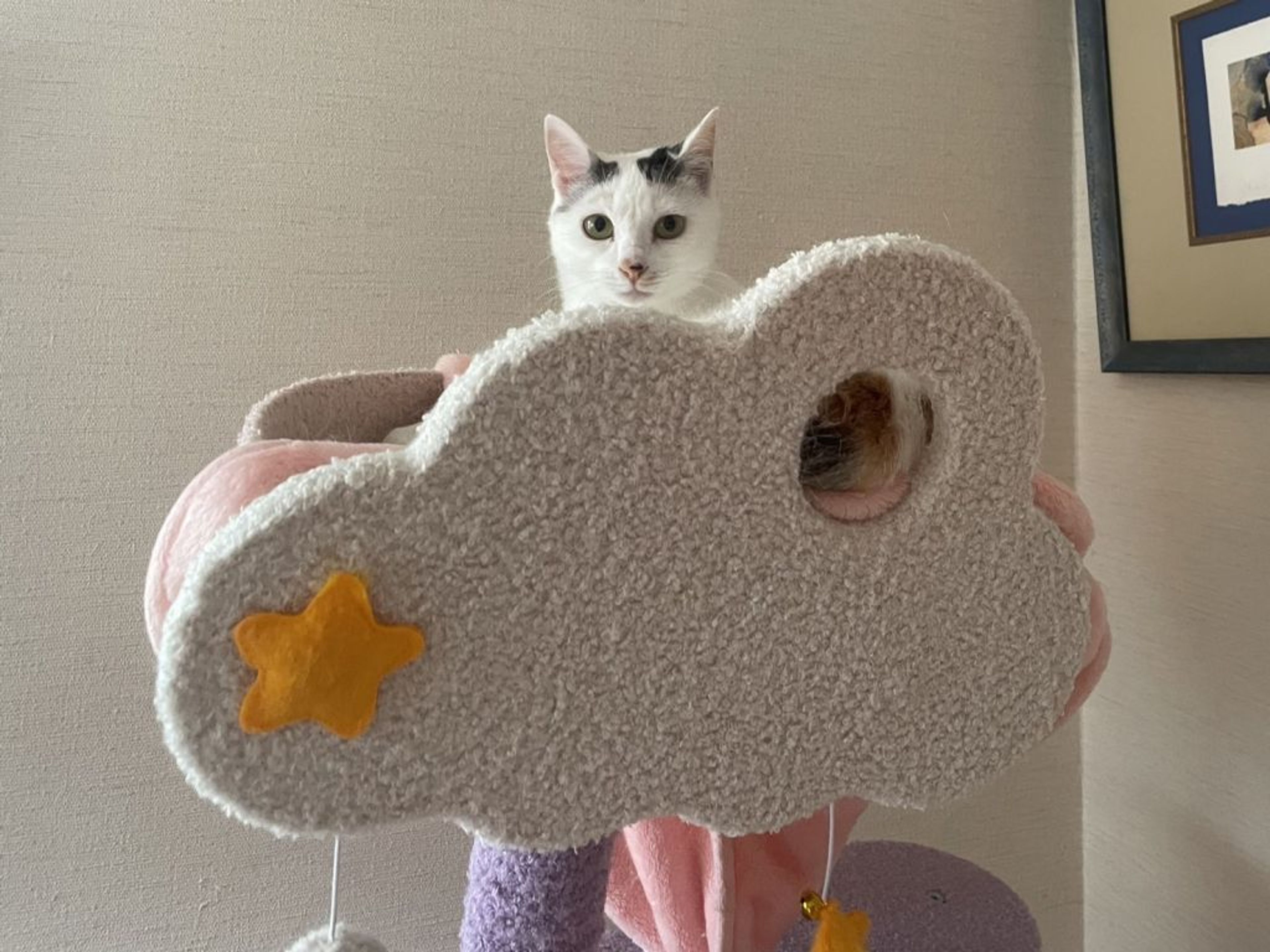 pet-image-4