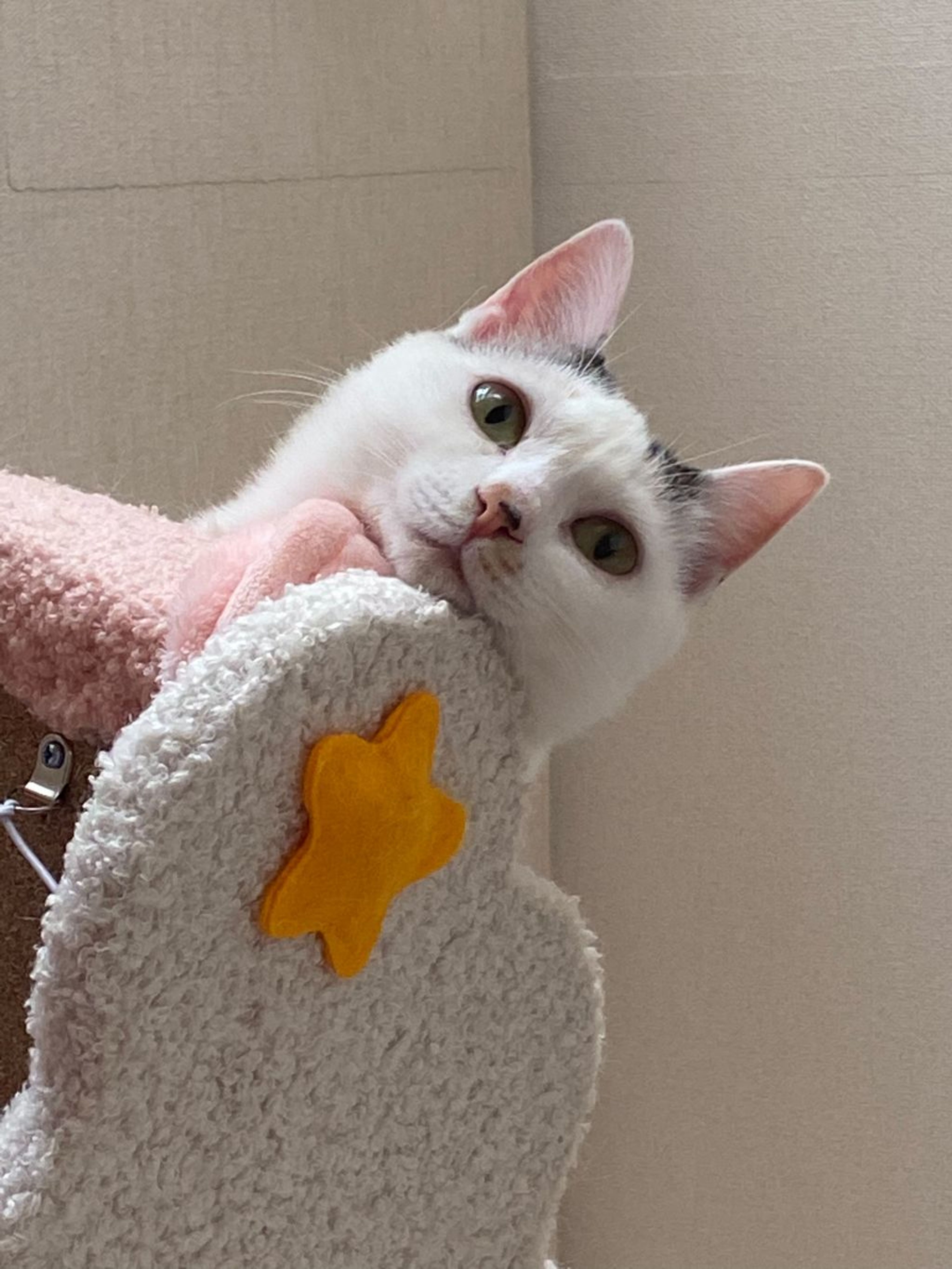 pet-image-5