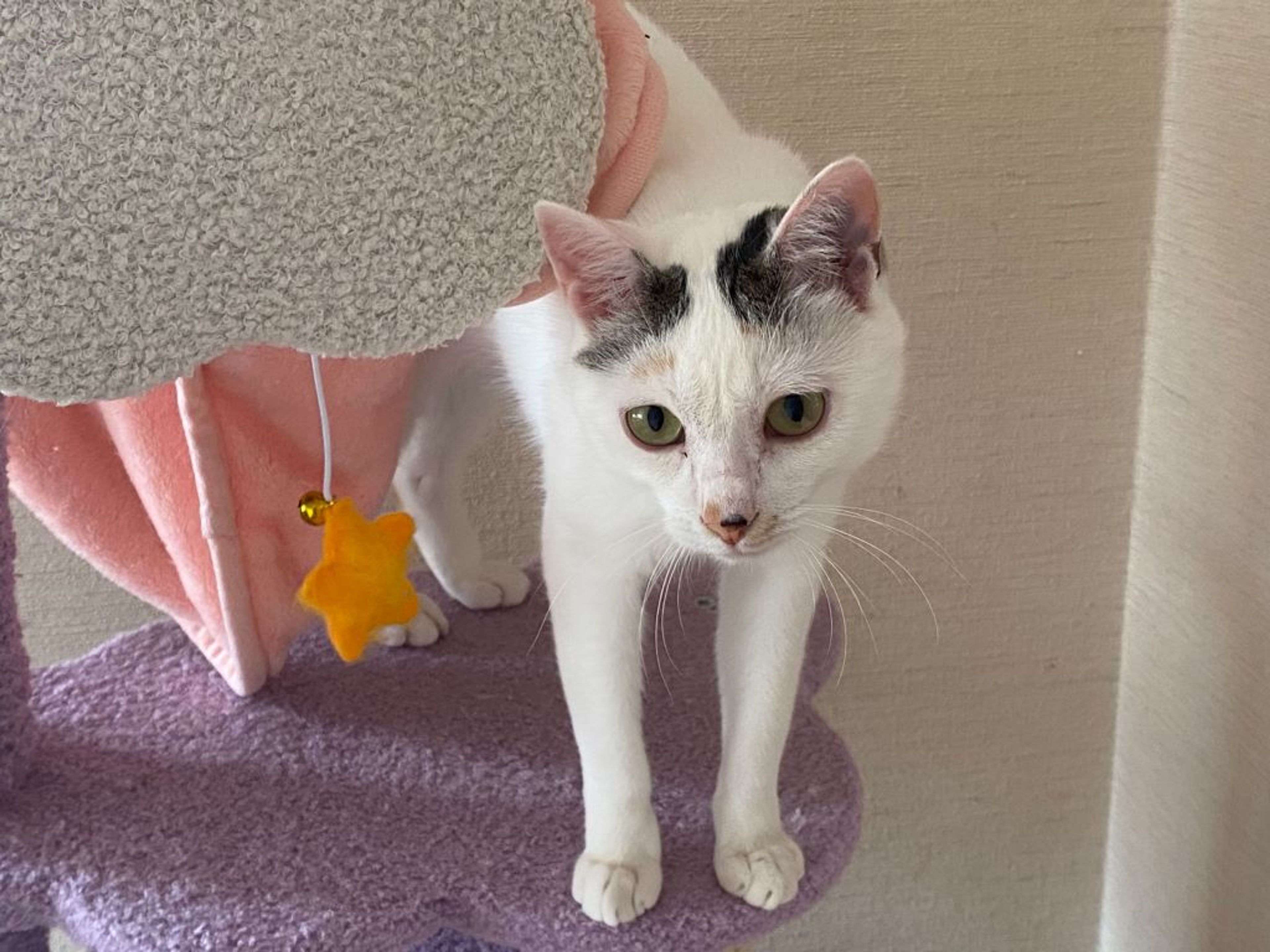 pet-image-6
