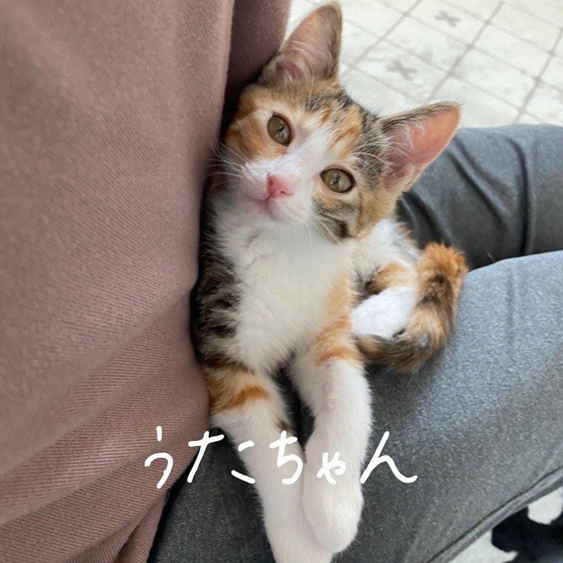雑種（ミックス猫）・メスの里親募集の写真