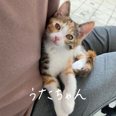 うたの写真