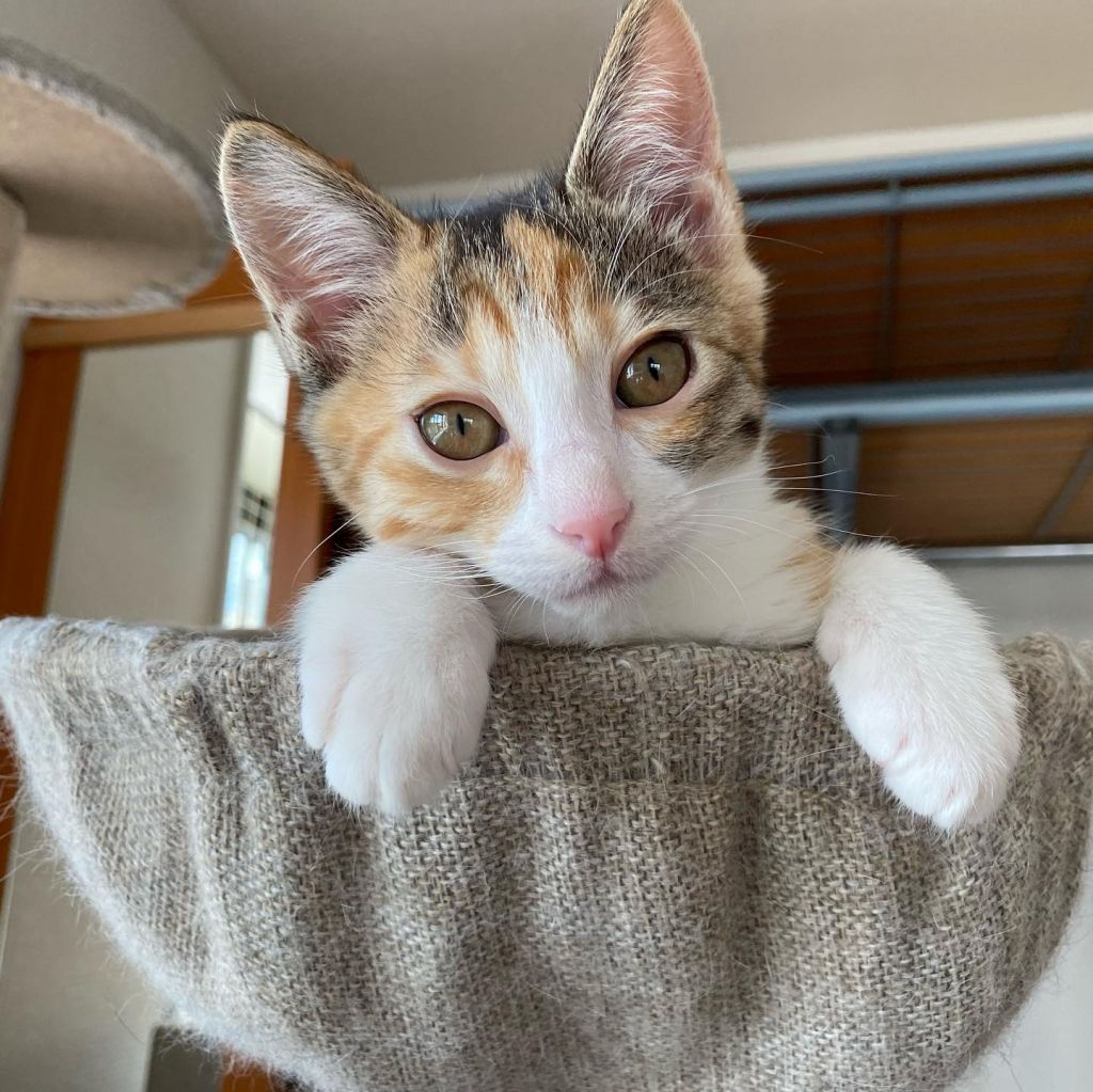 pet-image-2