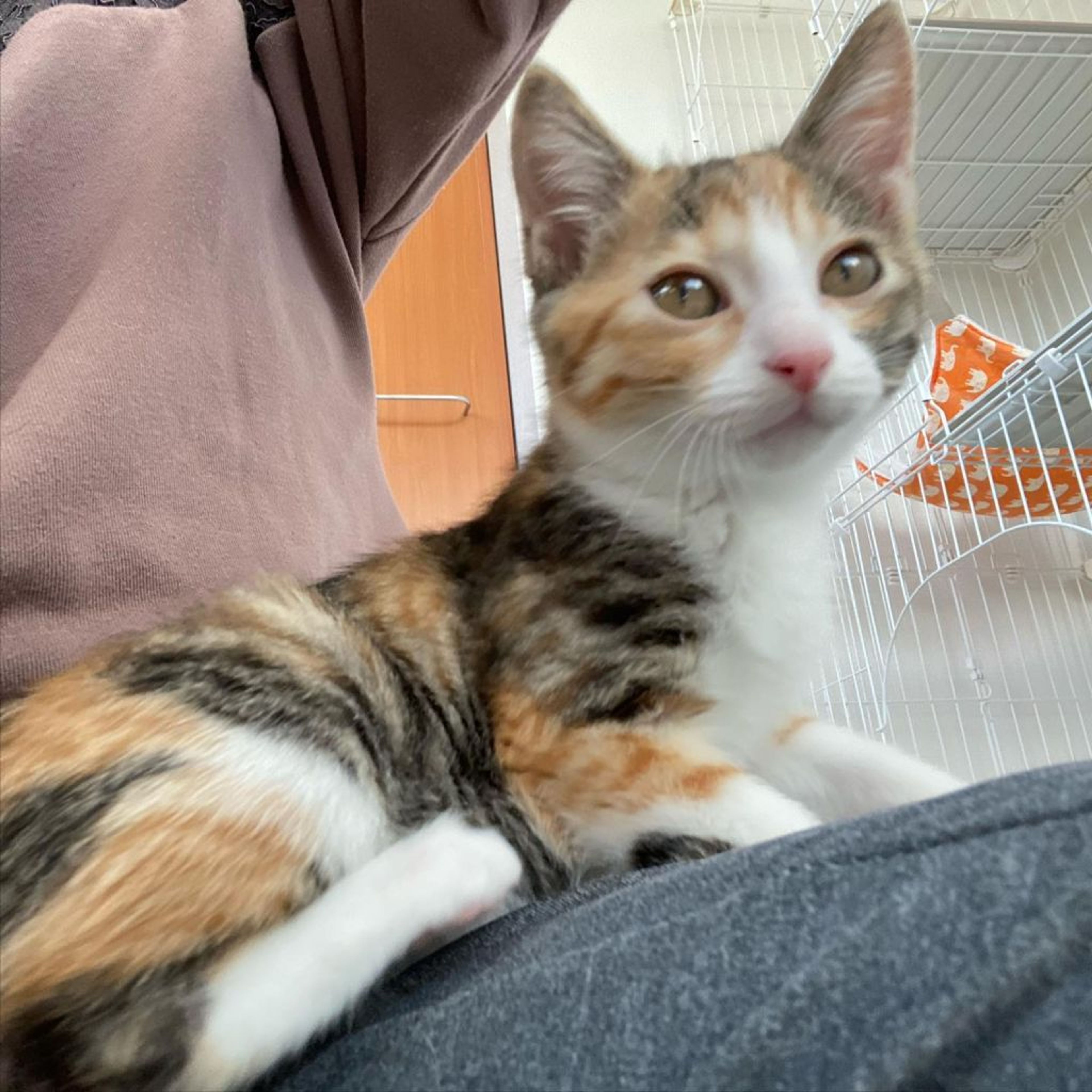 pet-image-3