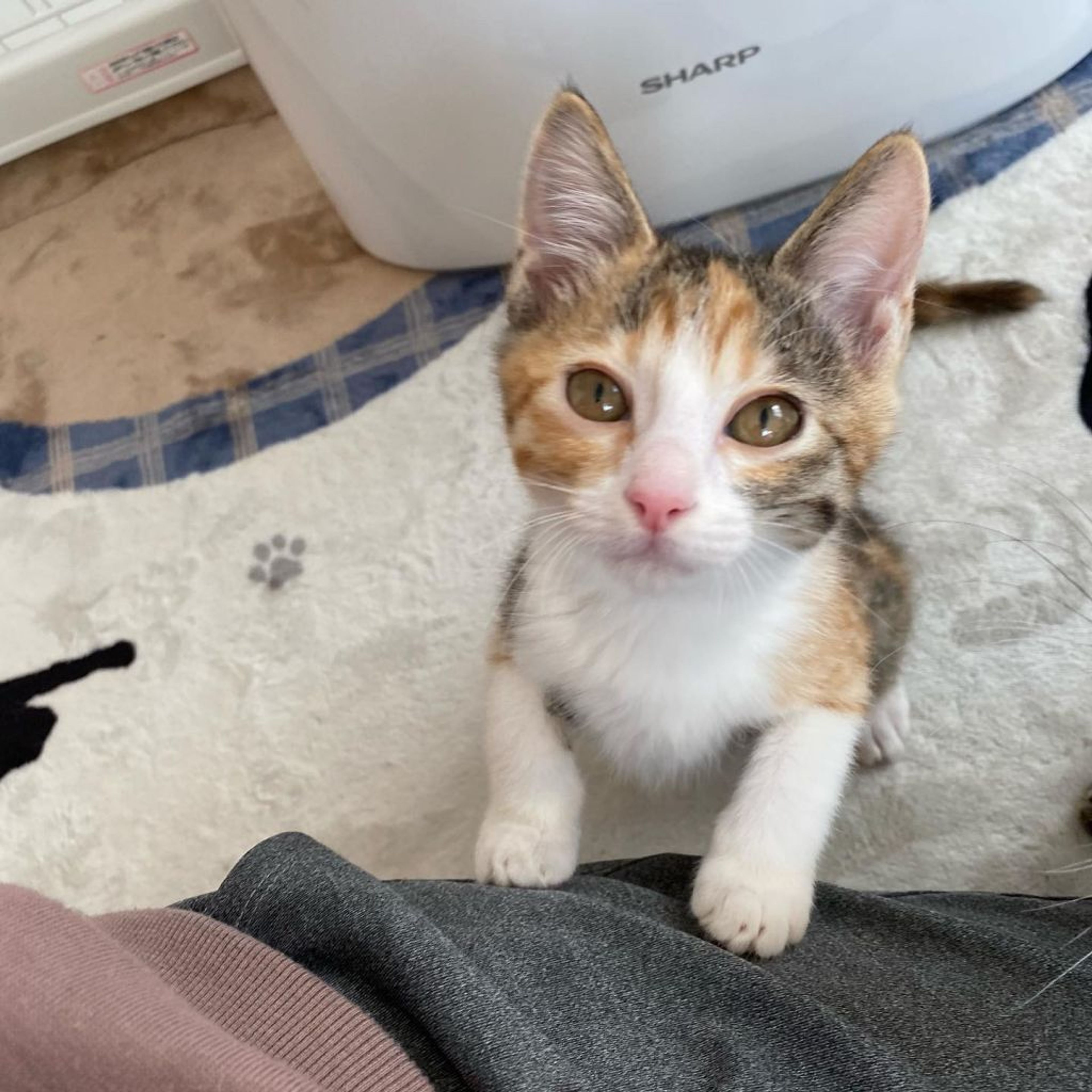 pet-image-7