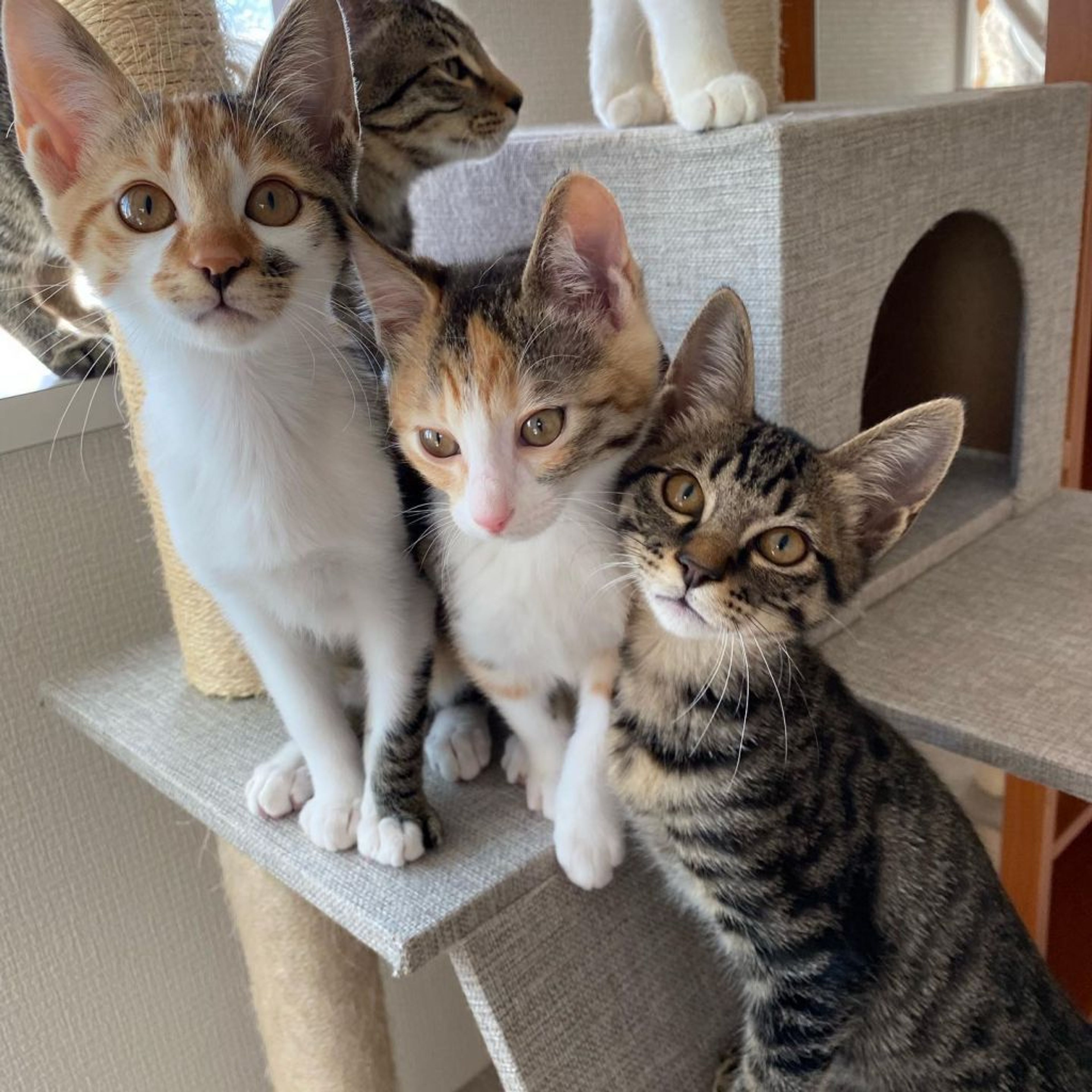 pet-image-9
