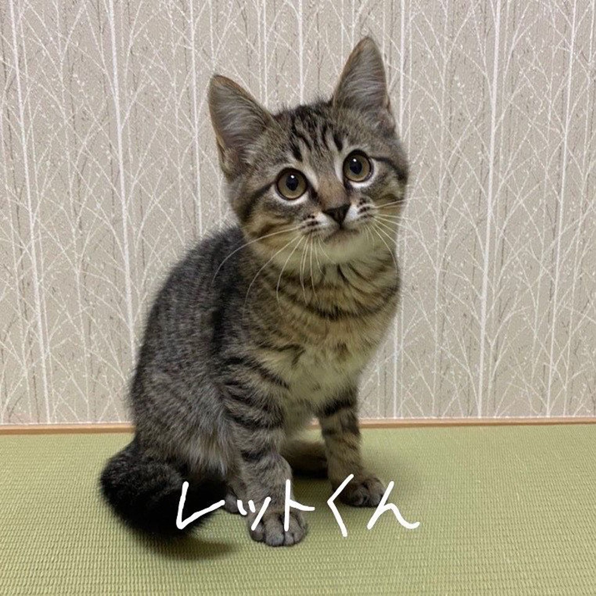 雑種（ミックス猫）・オスの里親募集の写真
