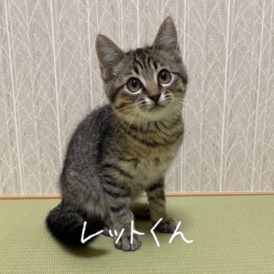 レット