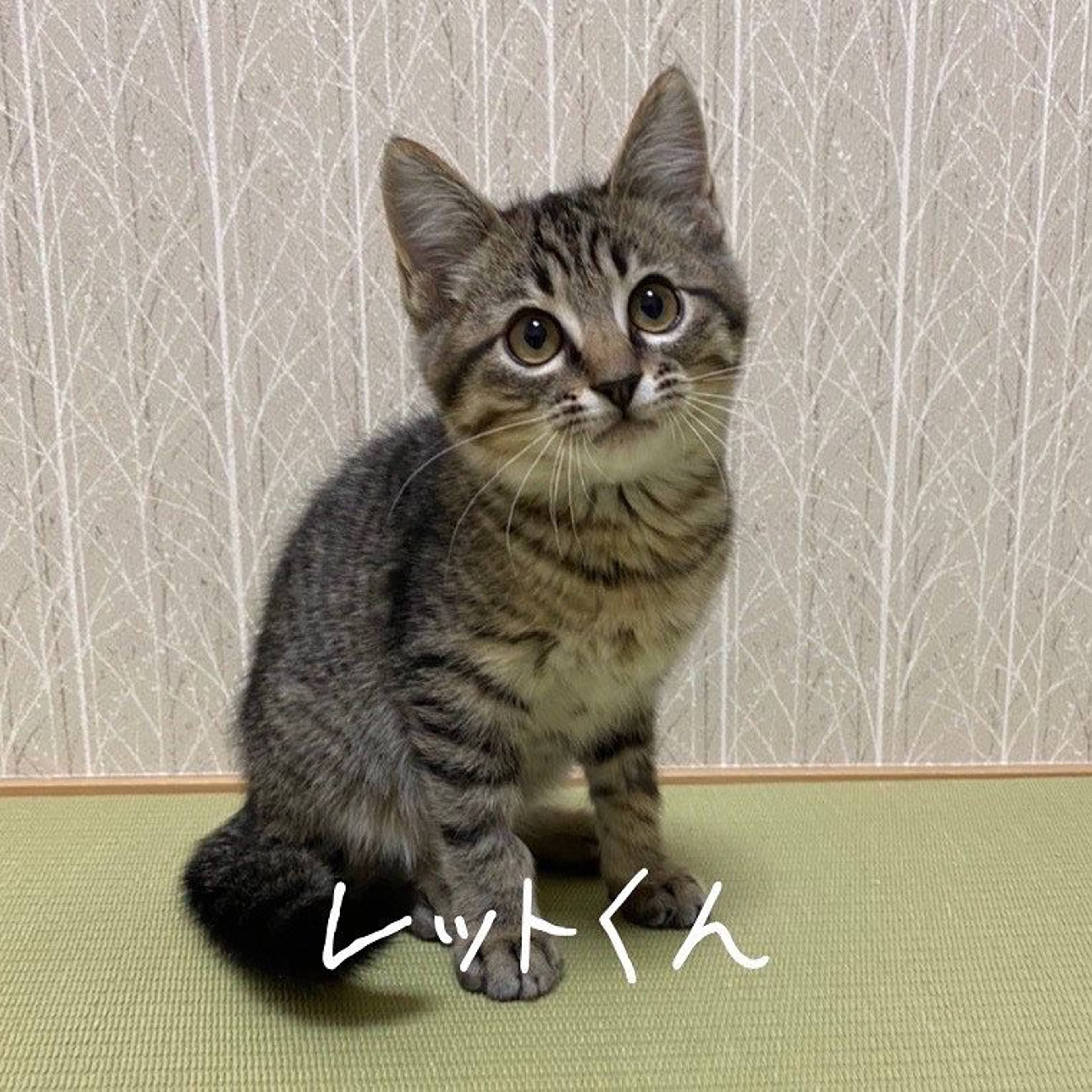 雑種（ミックス猫）・オスの里親募集の写真