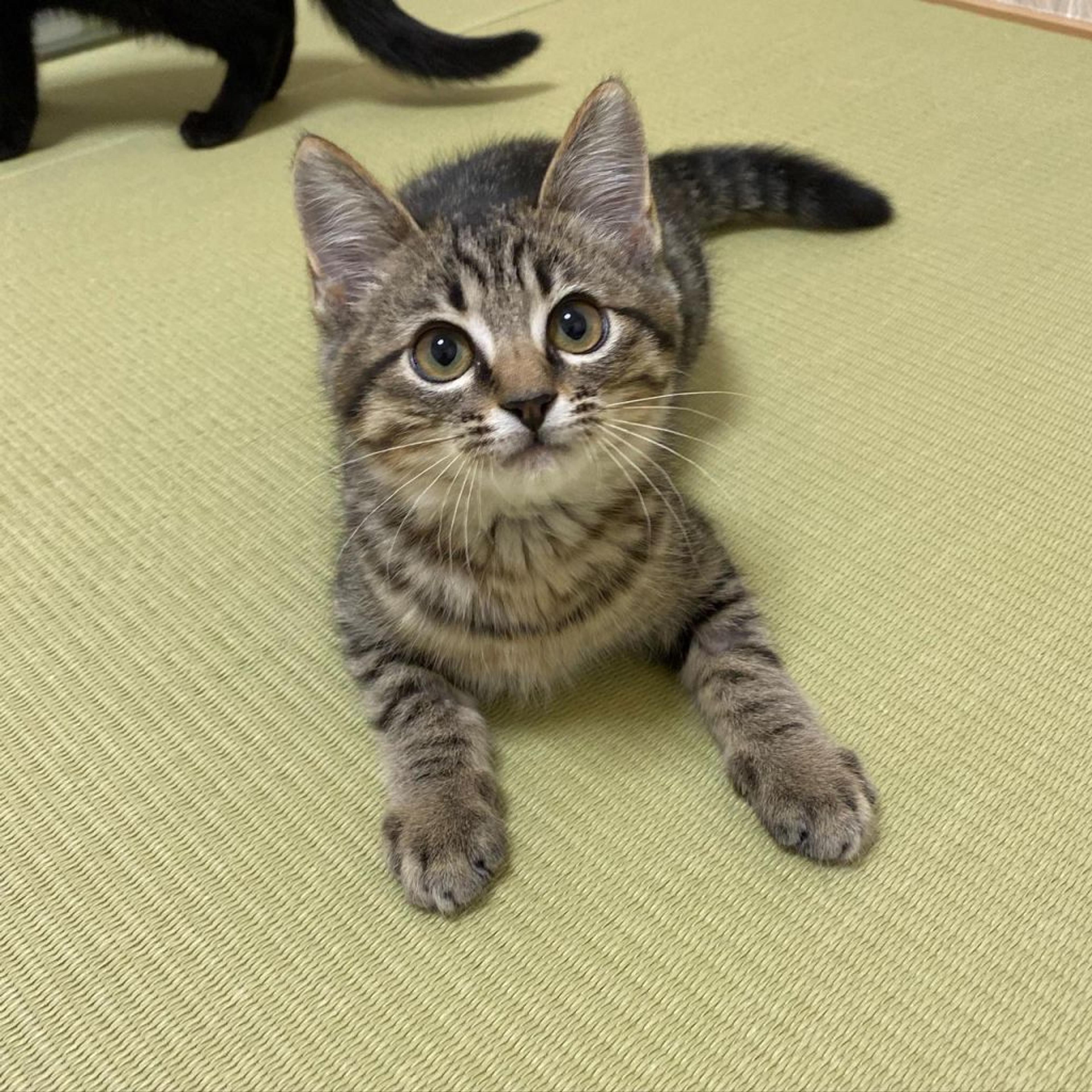pet-image-2