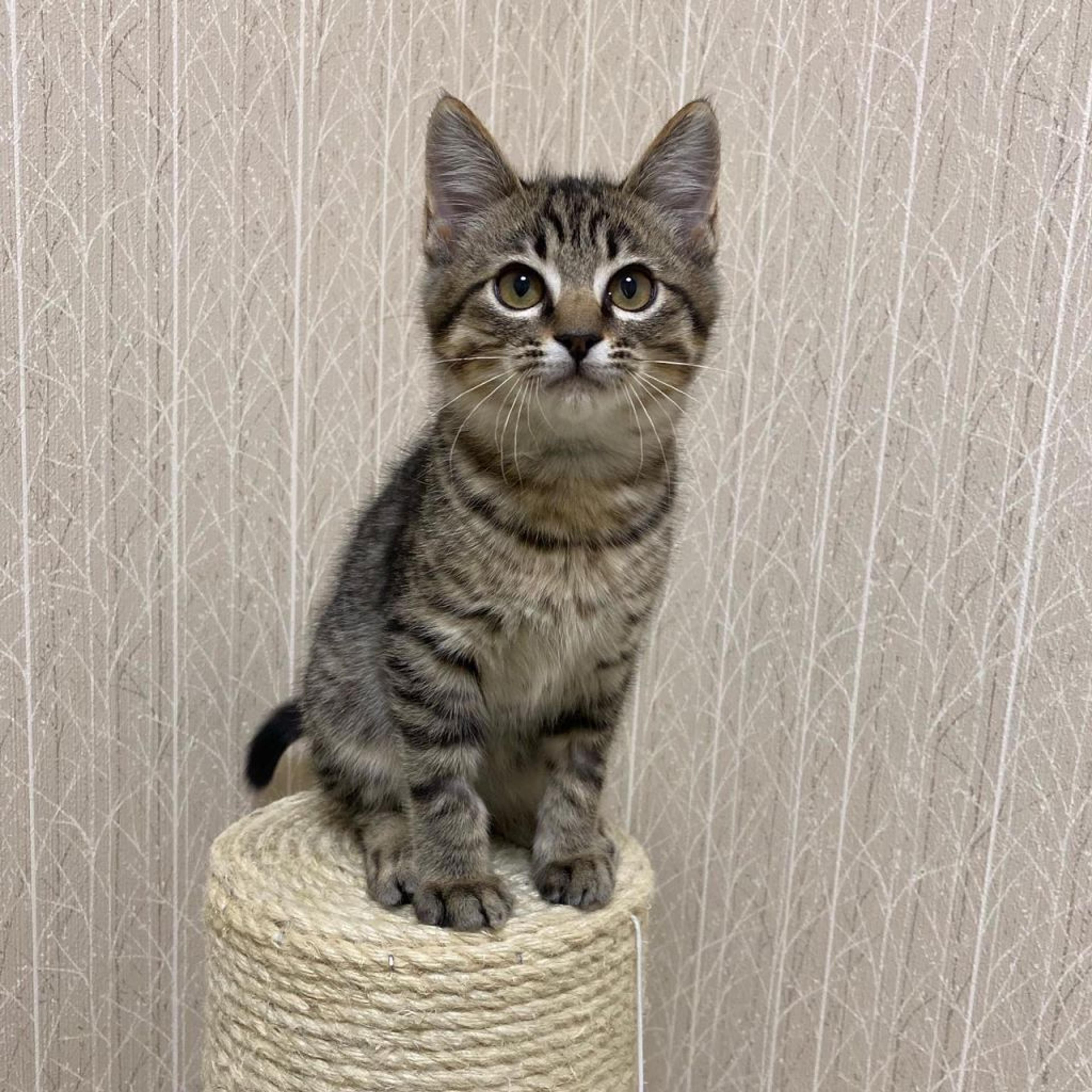 pet-image-3