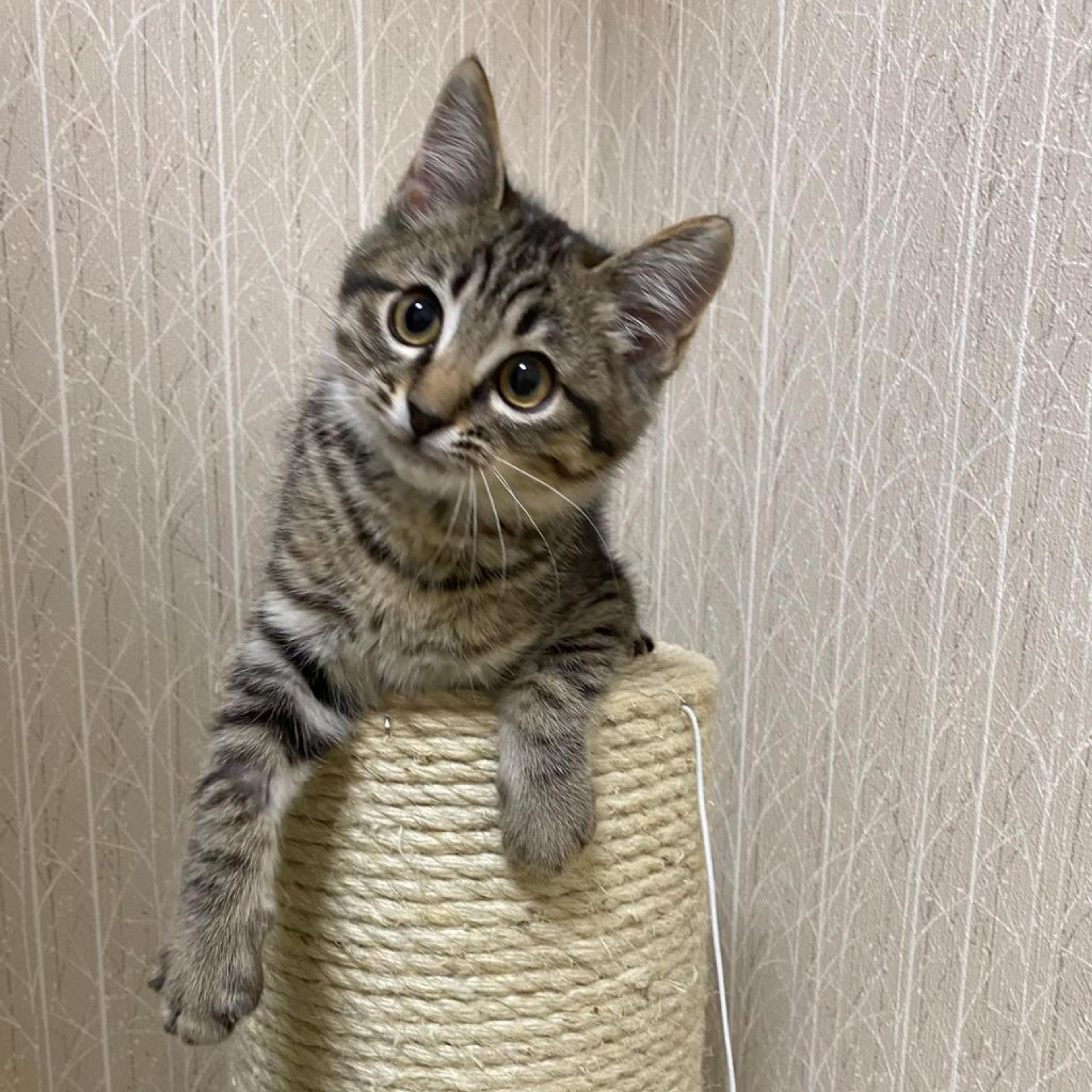 pet-image-4