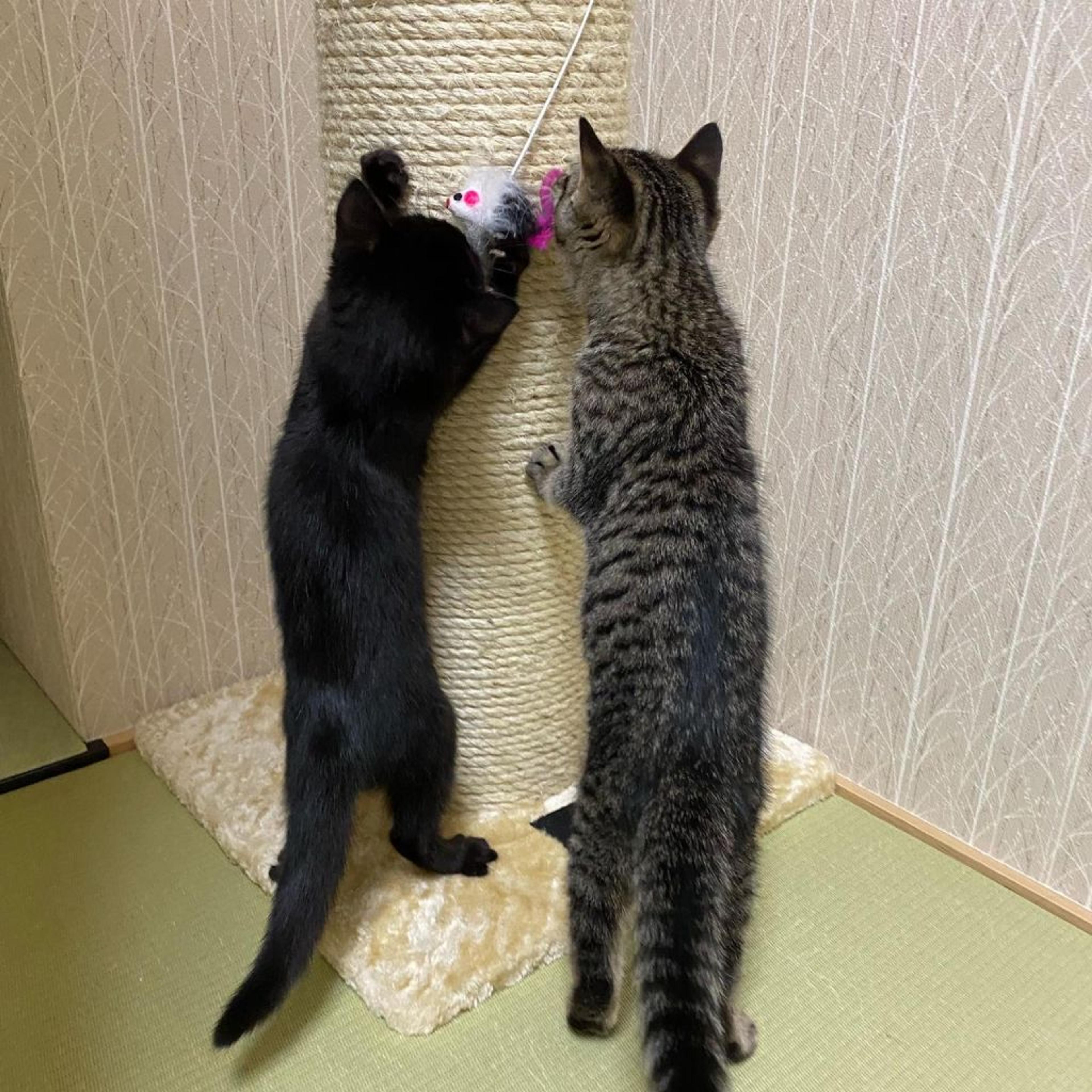 pet-image-5