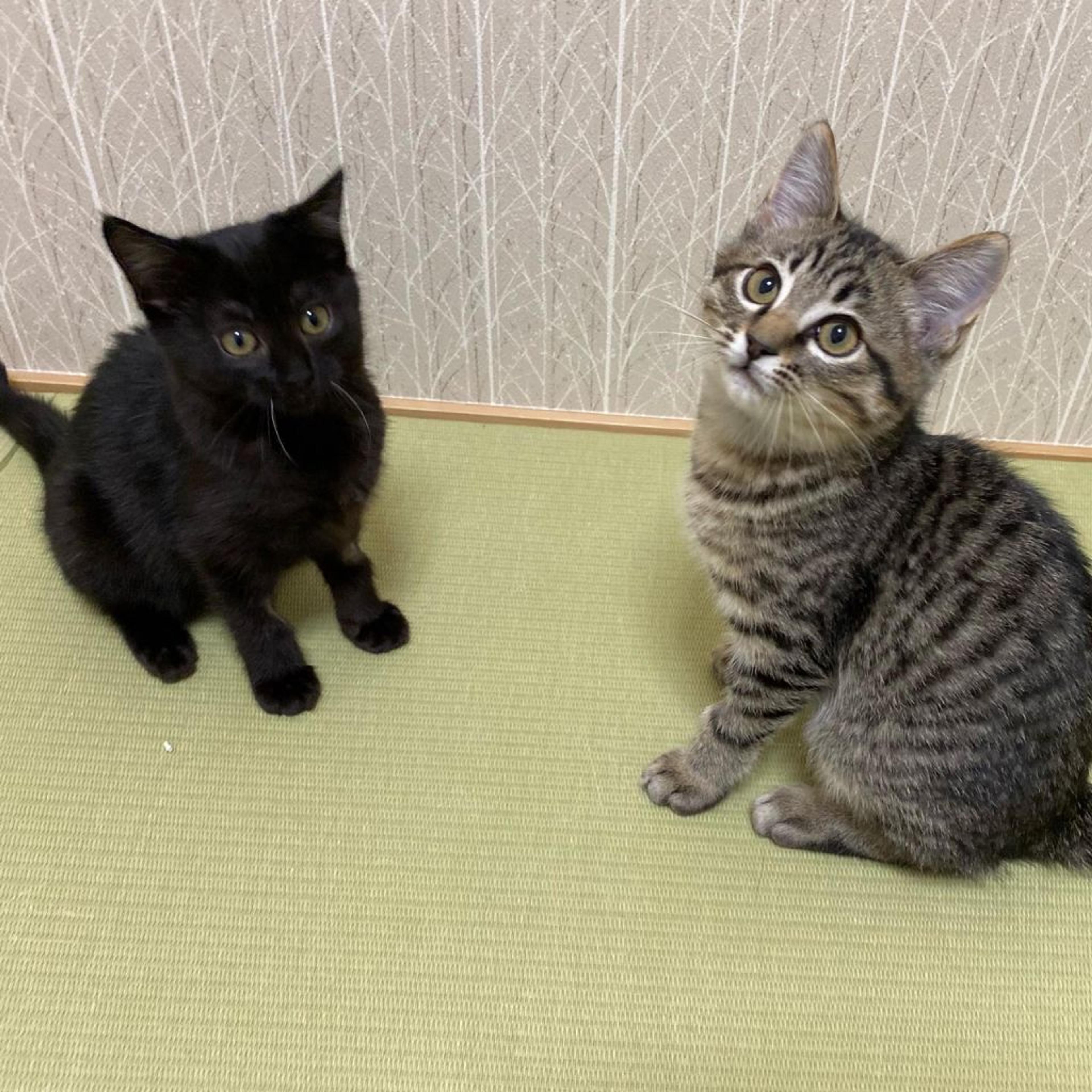 pet-image-6