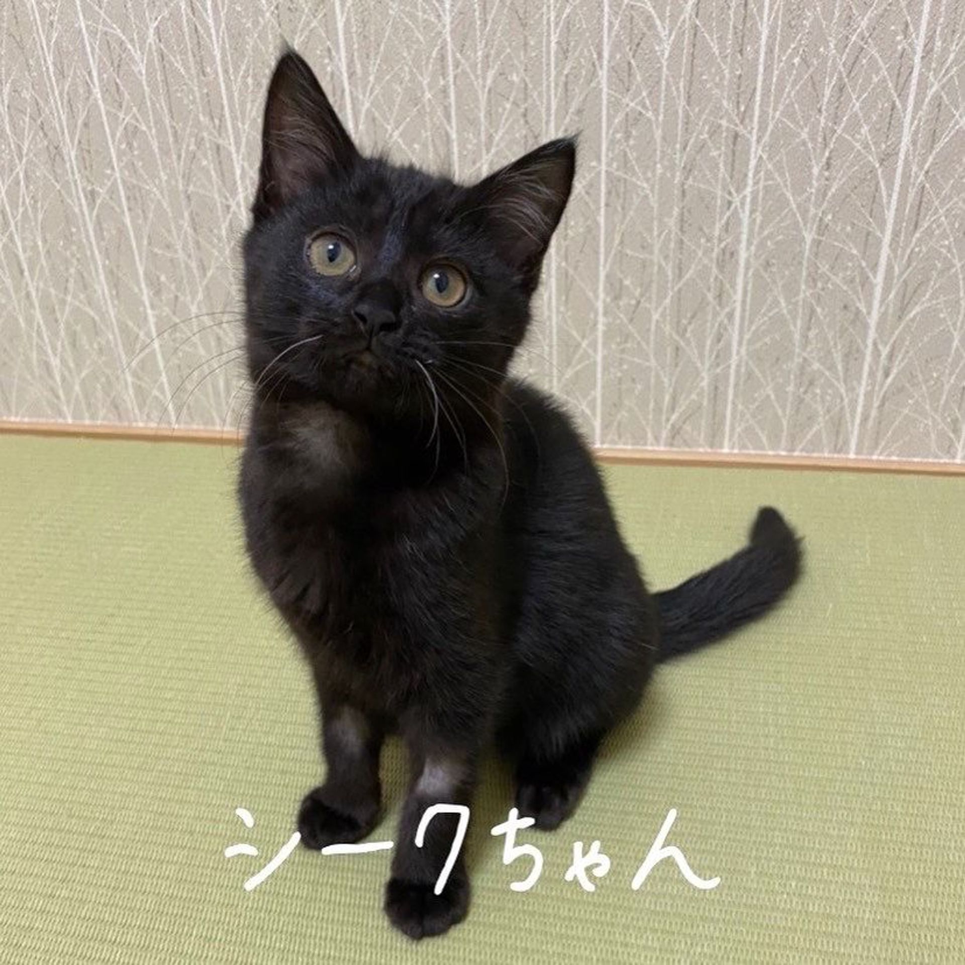 雑種（ミックス猫）・メスの里親募集の写真