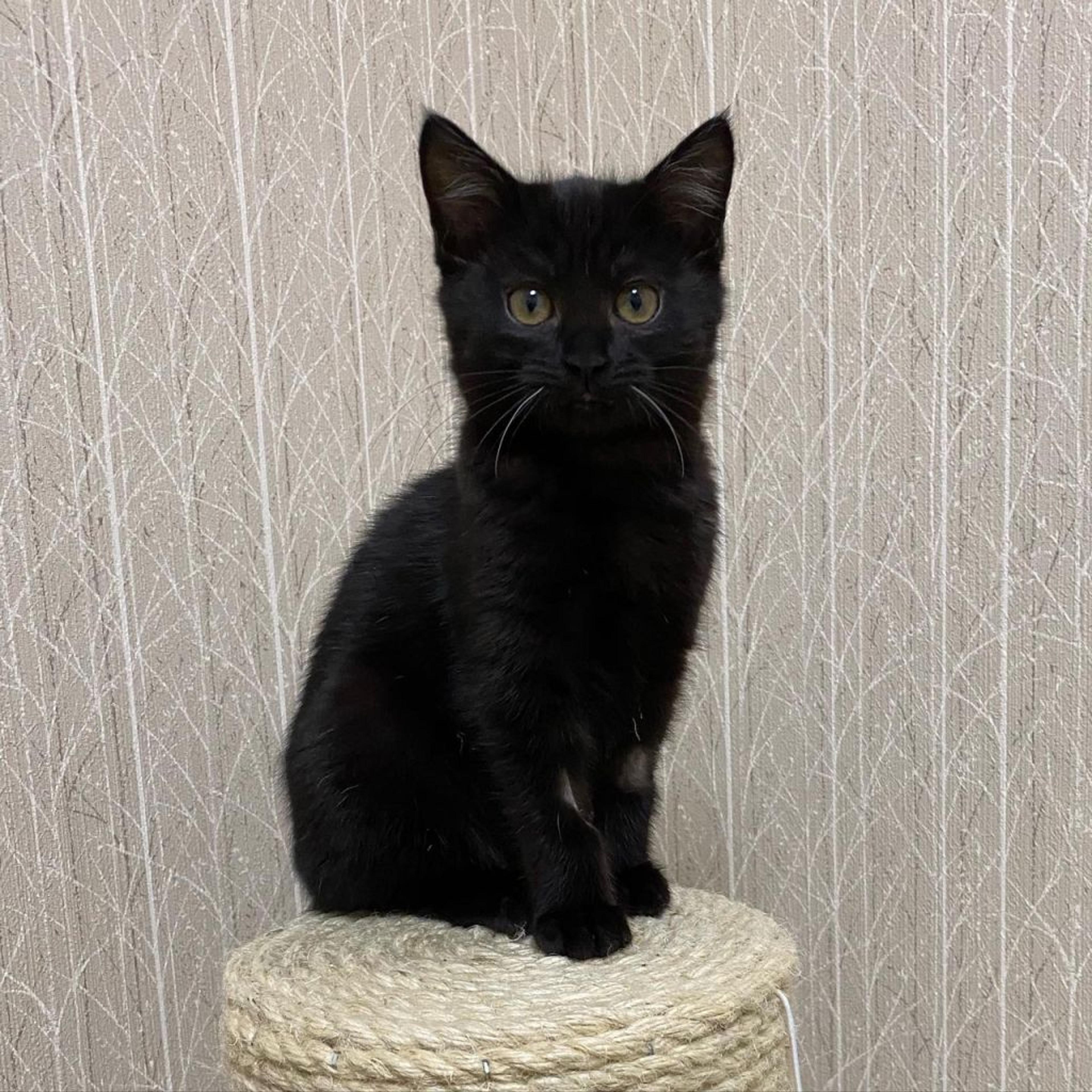 pet-image-2