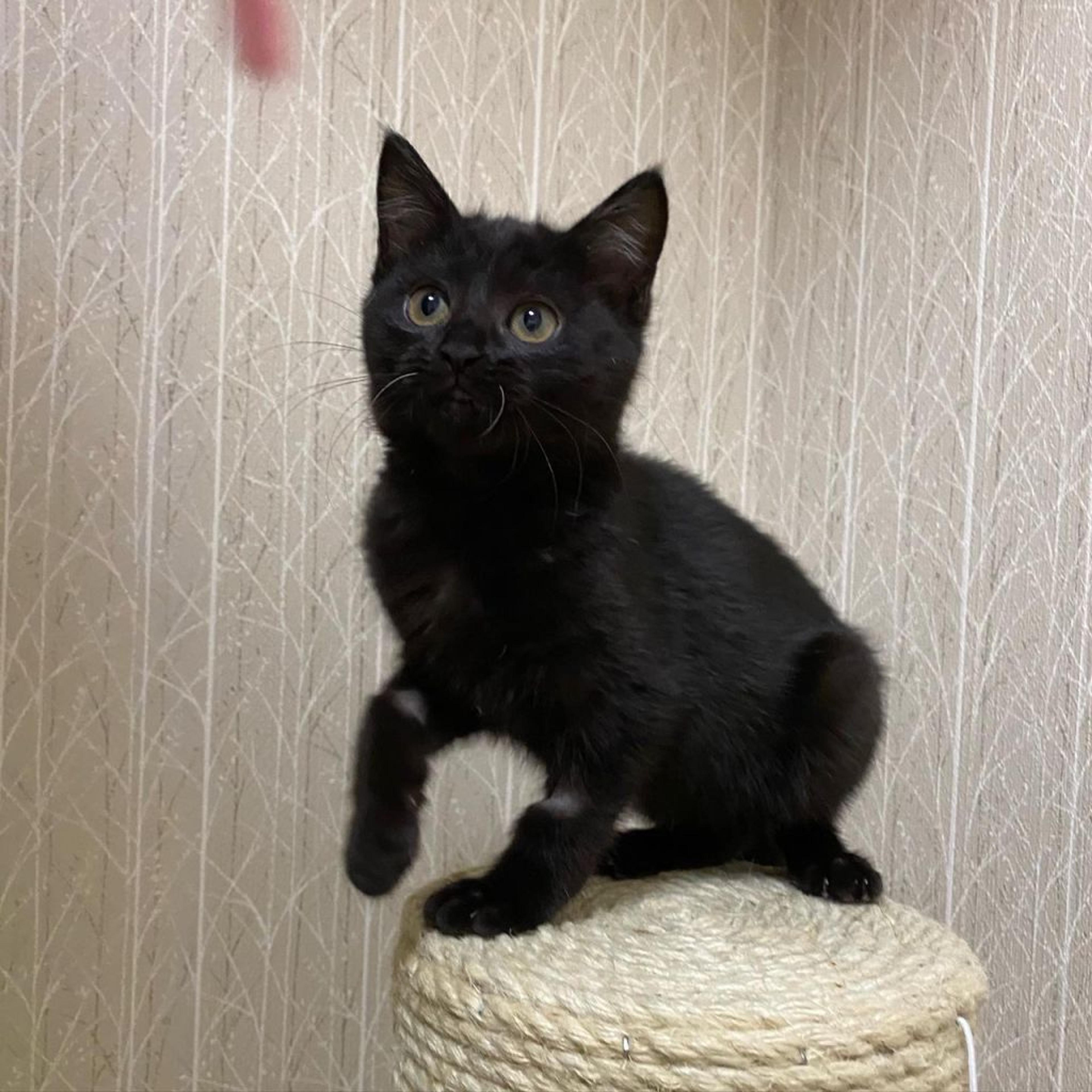 pet-image-3