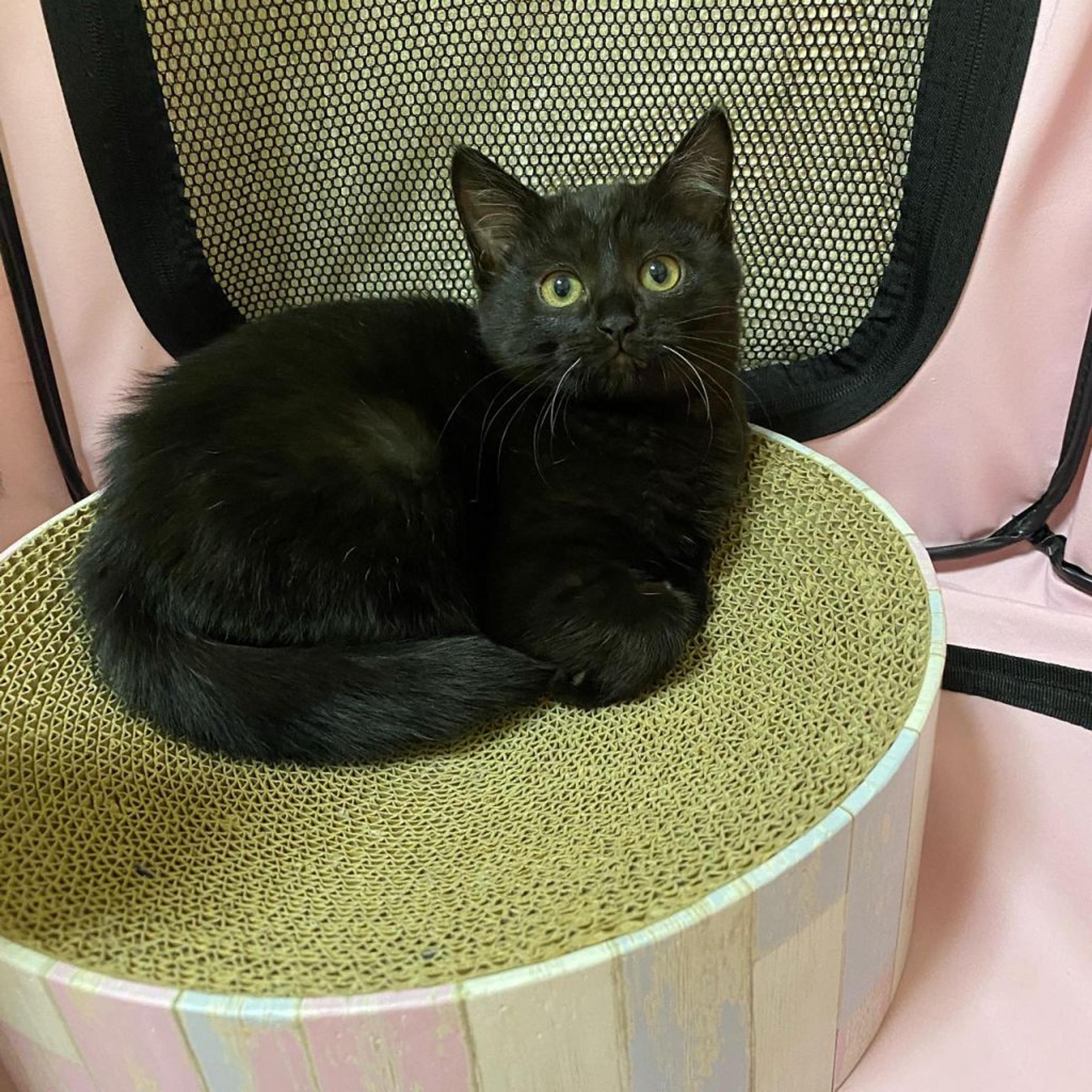 pet-image-5