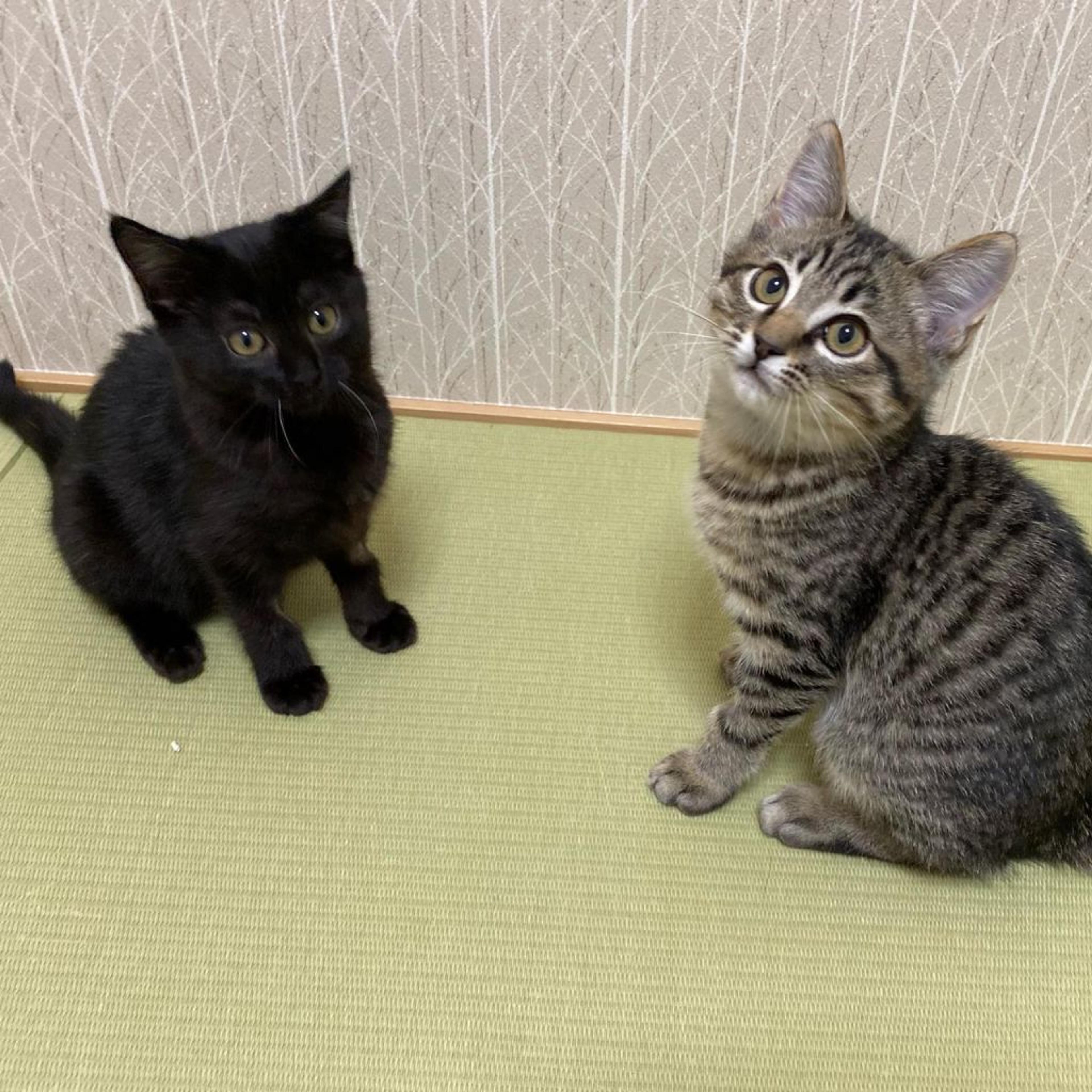 pet-image-6