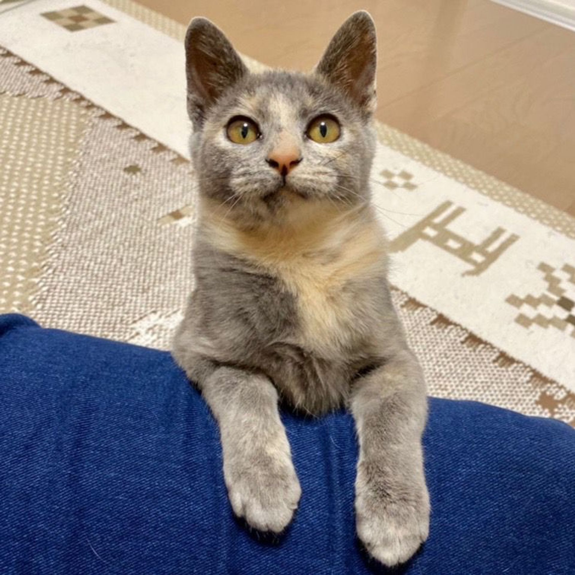 雑種（ミックス猫）・メスの里親募集の写真