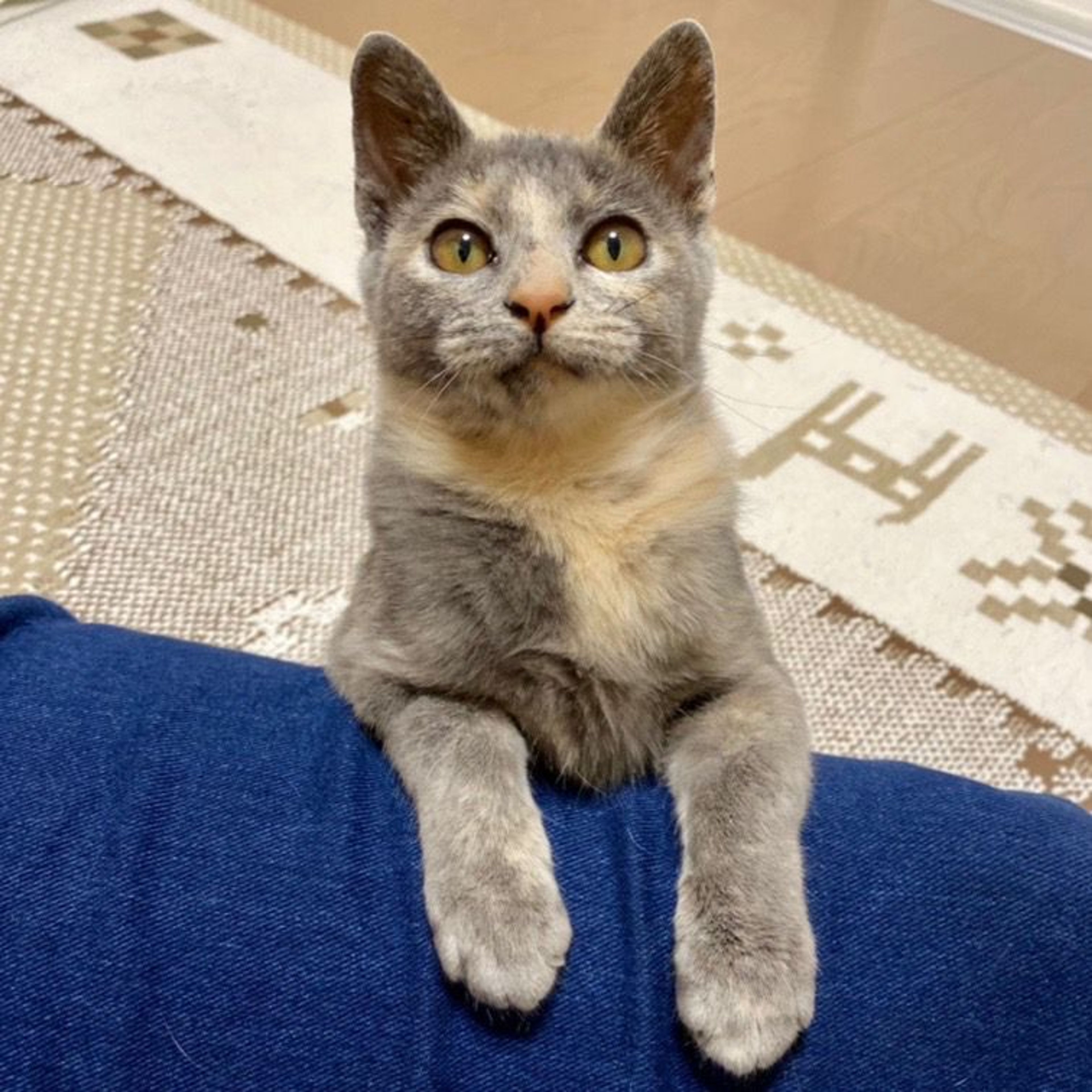 雑種（ミックス猫）・メスの里親募集の写真