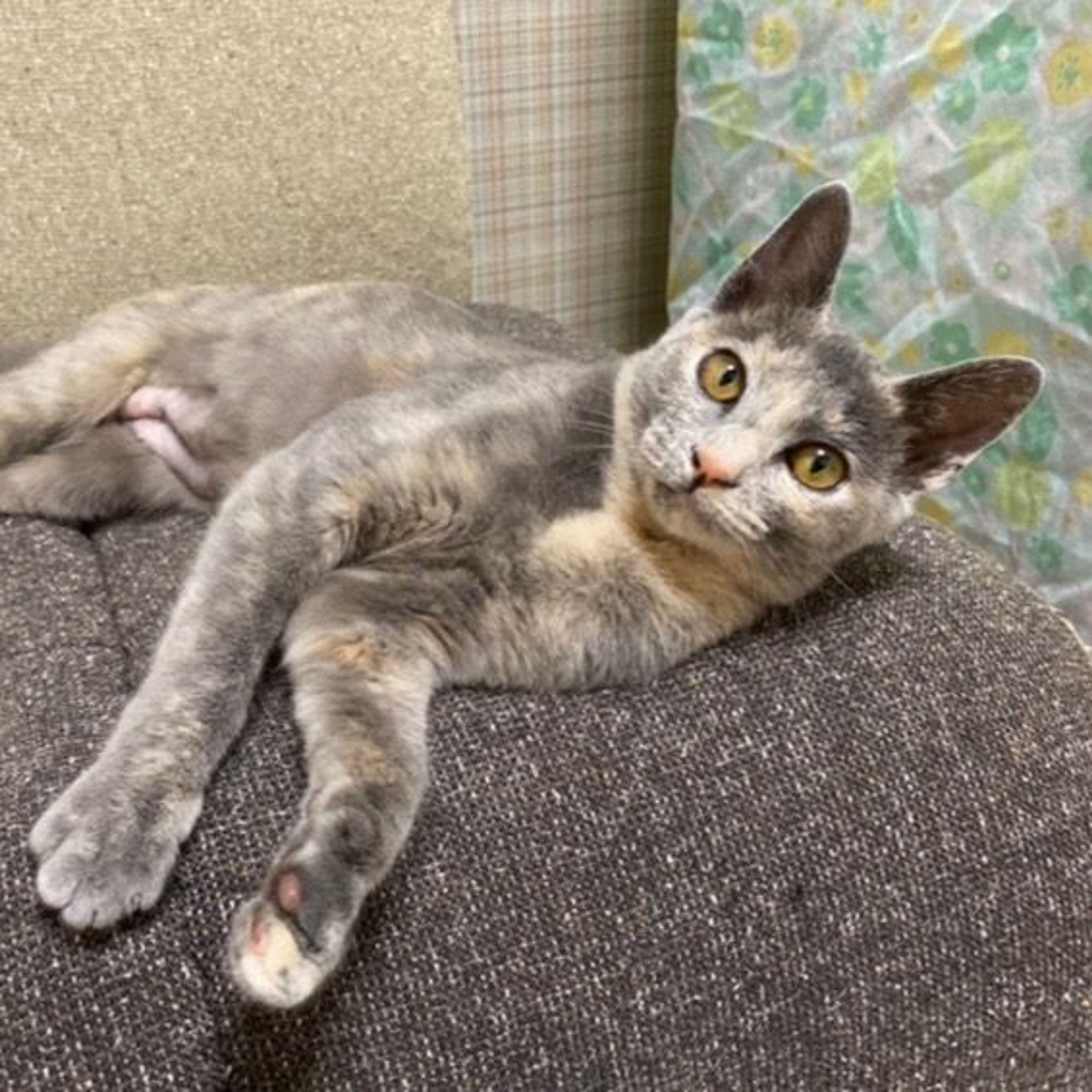 pet-image-2