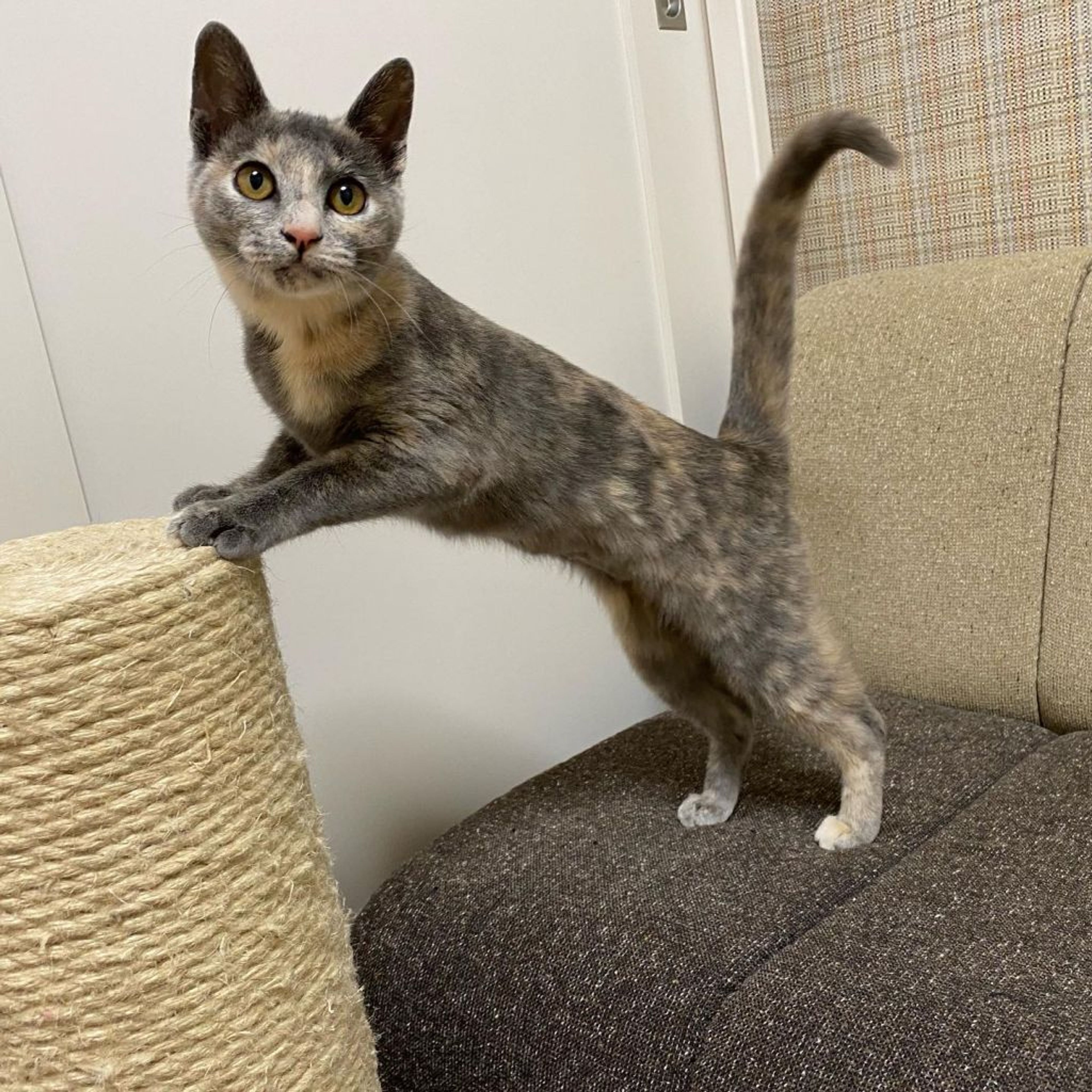 pet-image-4
