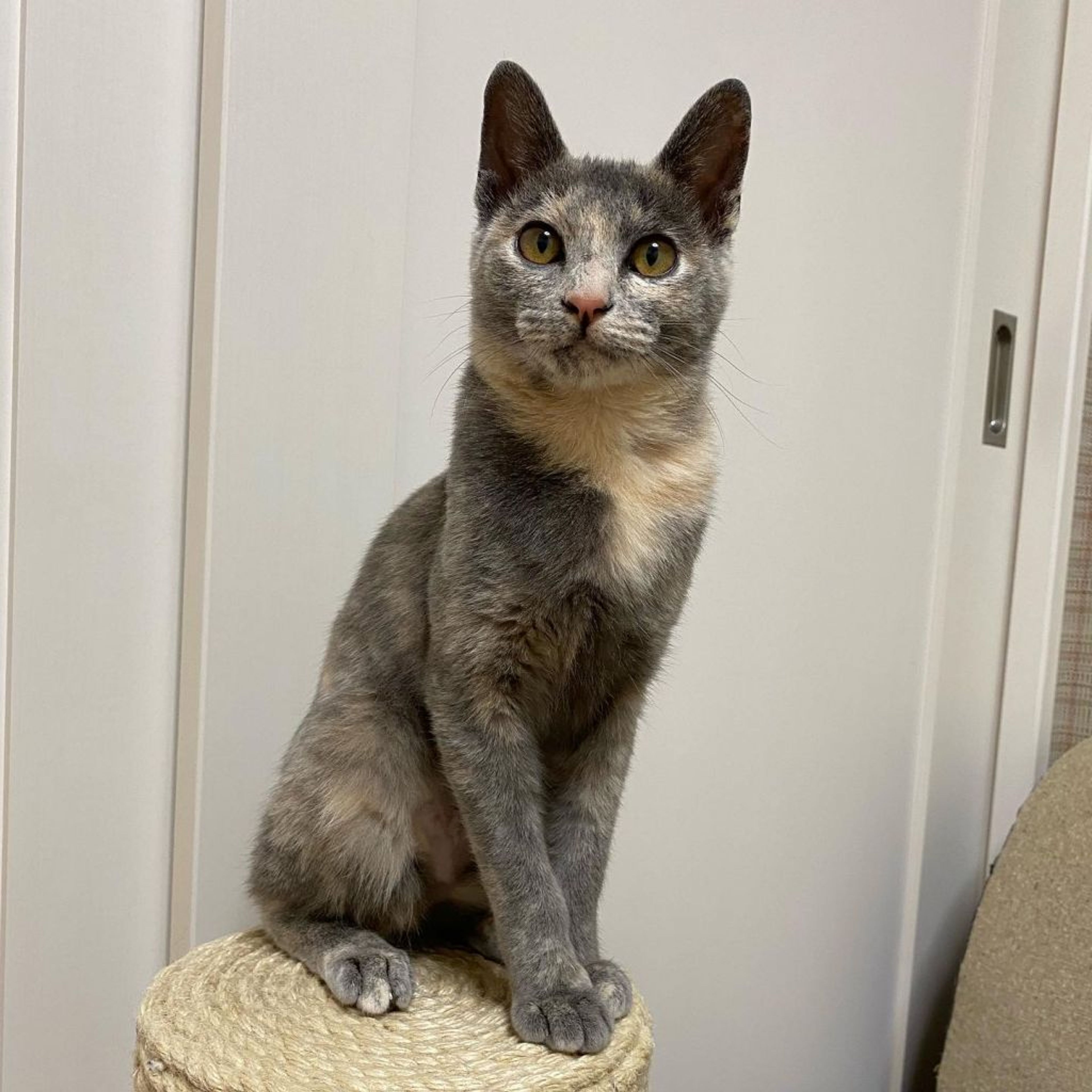 pet-image-5